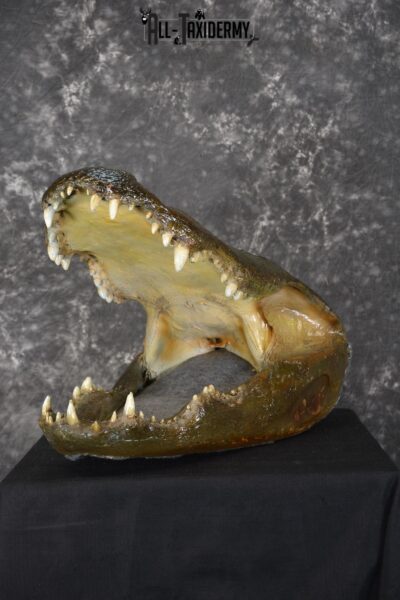 Monster Alligator taxidermy head mount for sale SKU 1893
