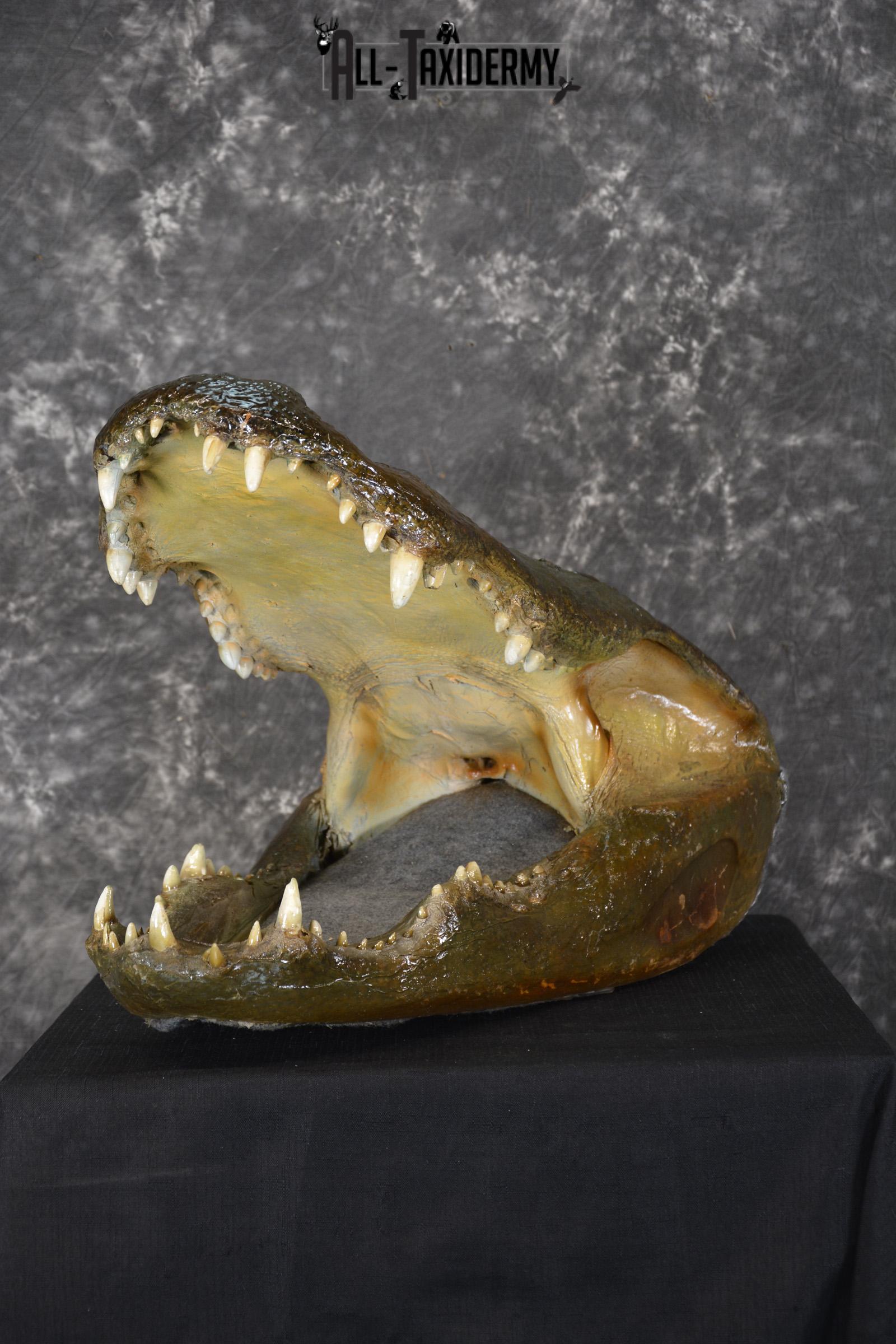 Monster Alligator taxidermy head mount for sale SKU 1893