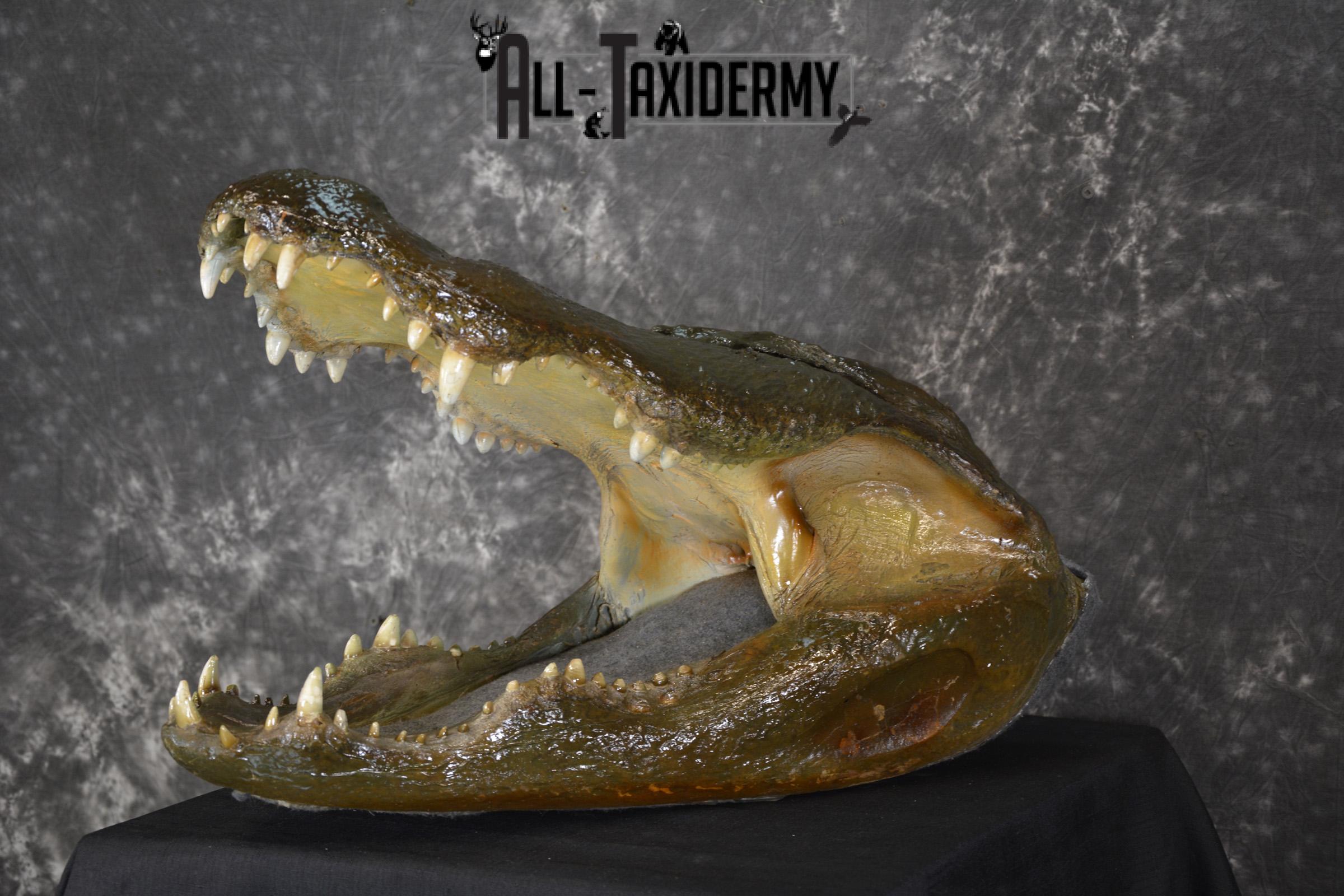 Monster Alligator taxidermy head mount for sale SKU 1893 - Image 6