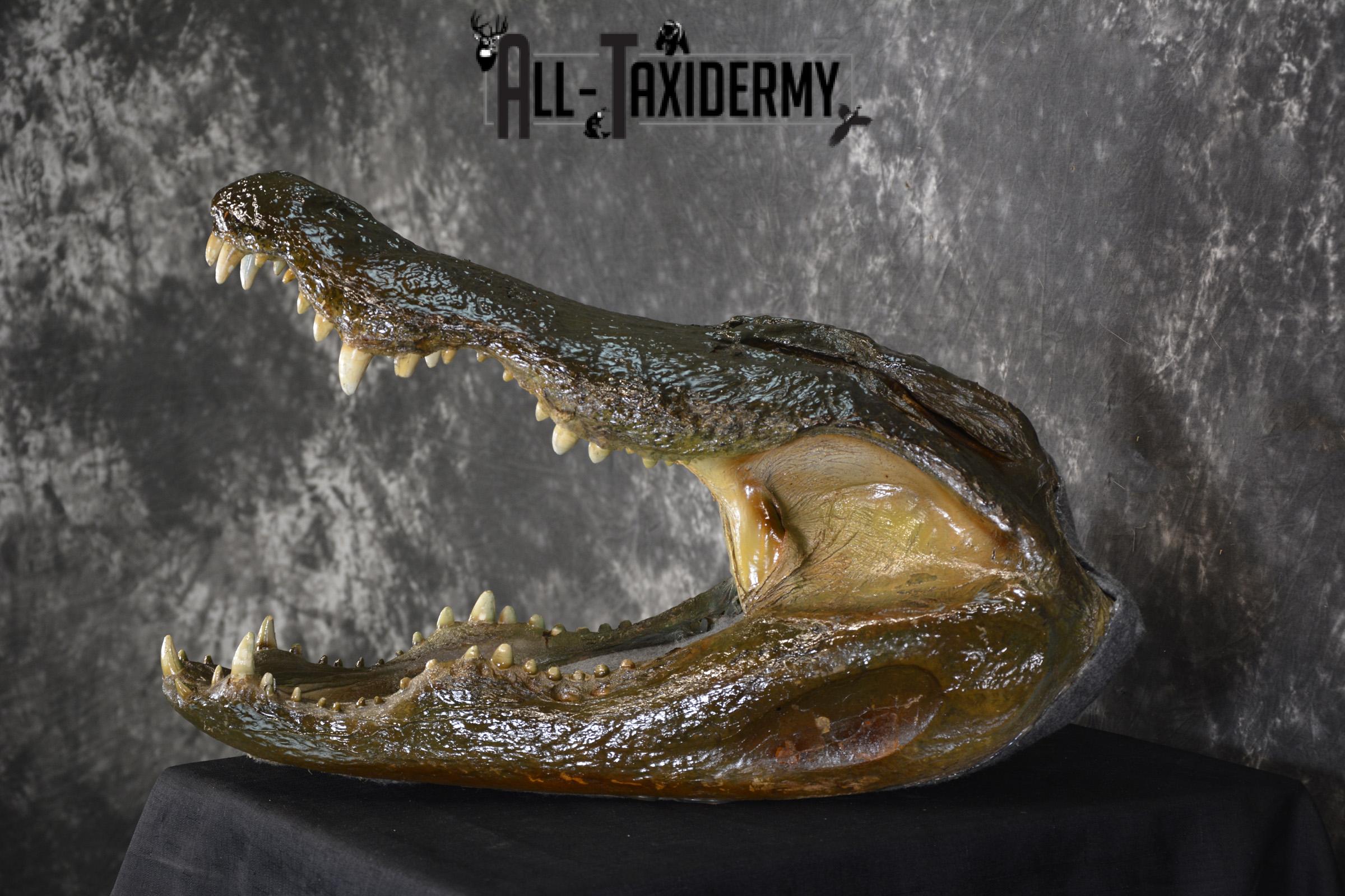 Monster Alligator taxidermy head mount for sale SKU 1893 - Image 5