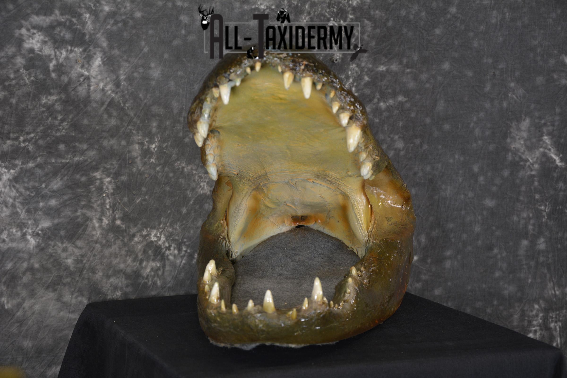 Monster Alligator taxidermy head mount for sale SKU 1893 - Image 4
