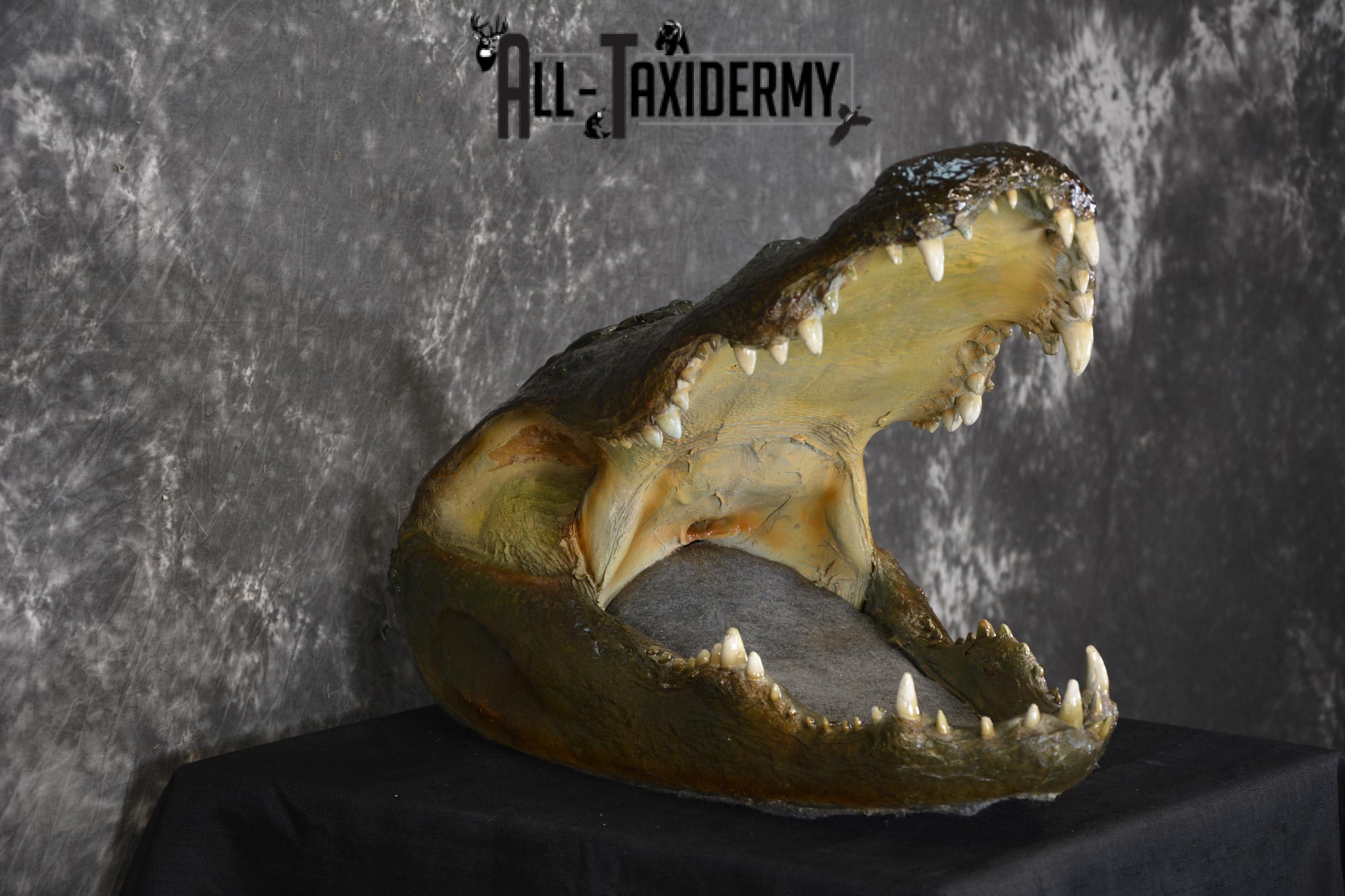 Monster Alligator taxidermy head mount for sale SKU 1893 - Image 3