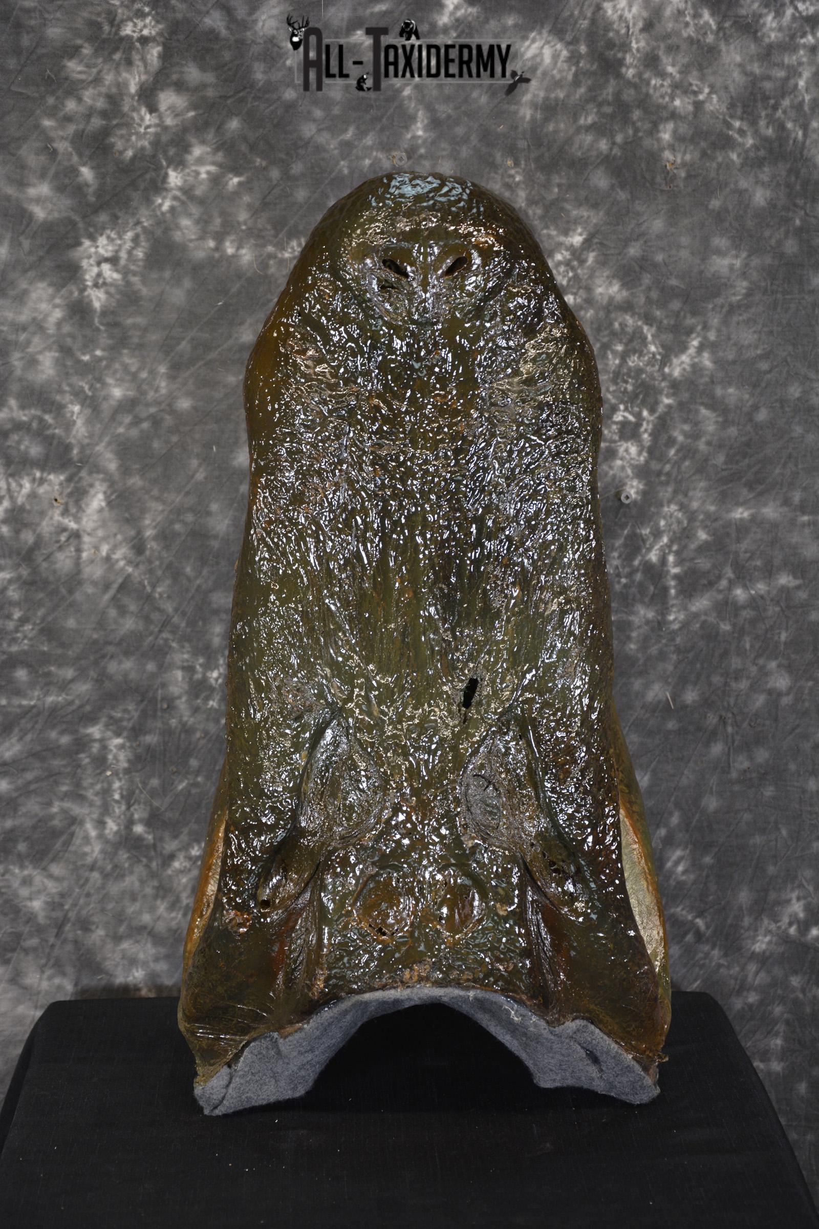 Monster Alligator taxidermy head mount for sale SKU 1893 - Image 2