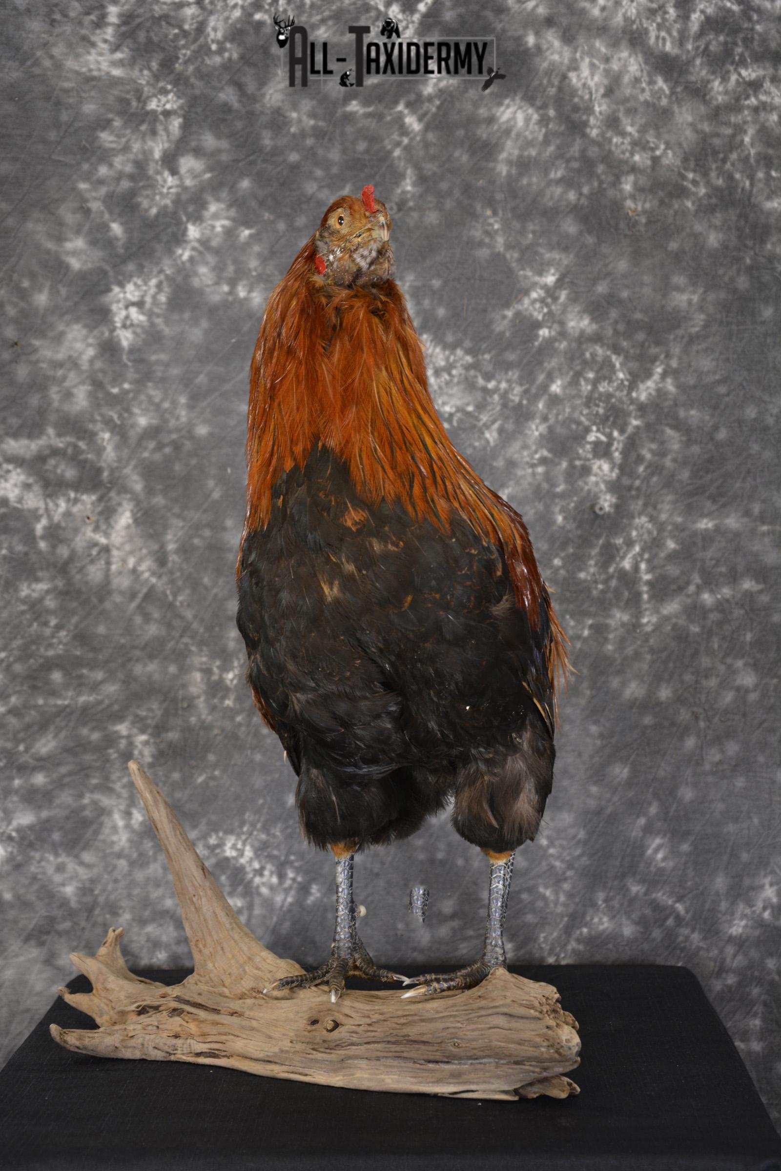 Leghorn Rooster taxidermy mount for sale SKU 1904 - Image 7