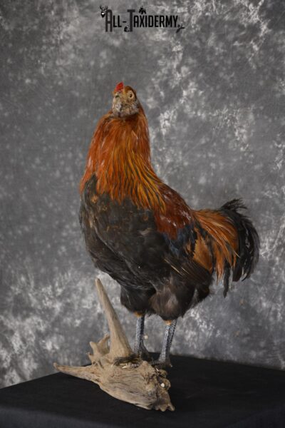 Leghorn Rooster taxidermy mount for sale SKU 1904