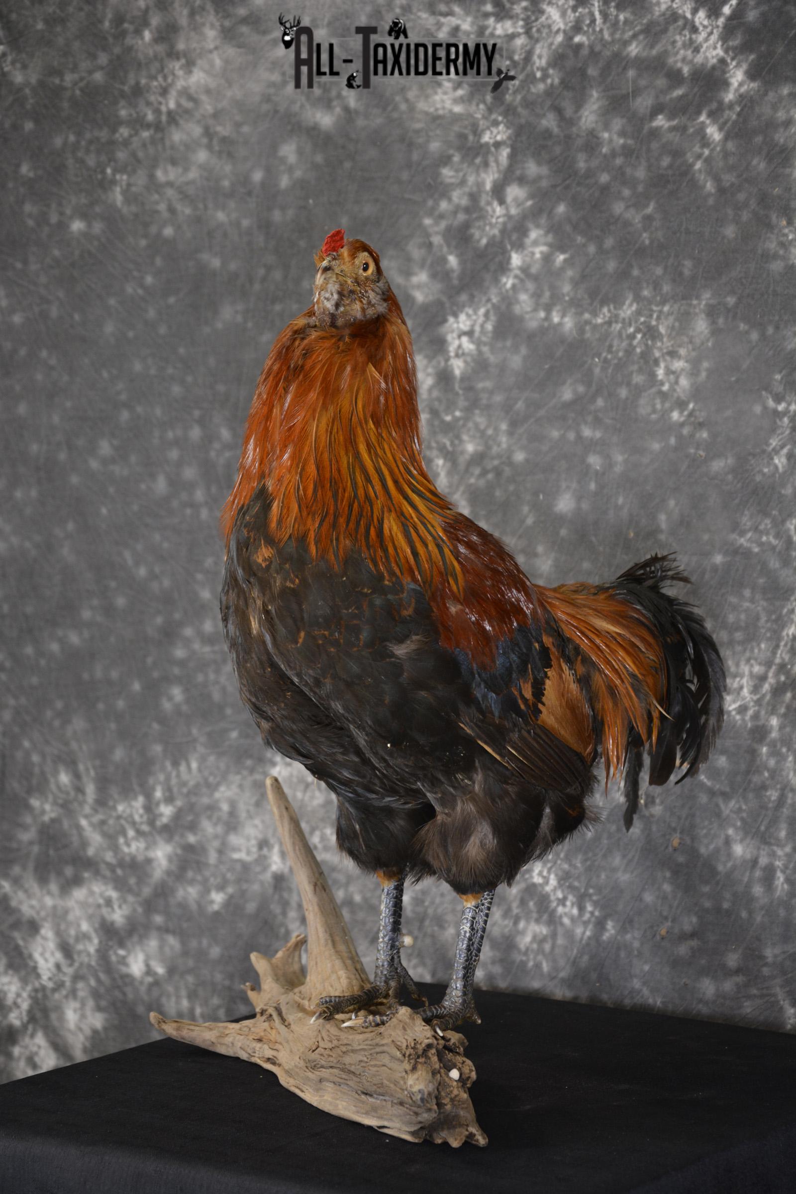 Leghorn Rooster taxidermy mount for sale SKU 1904
