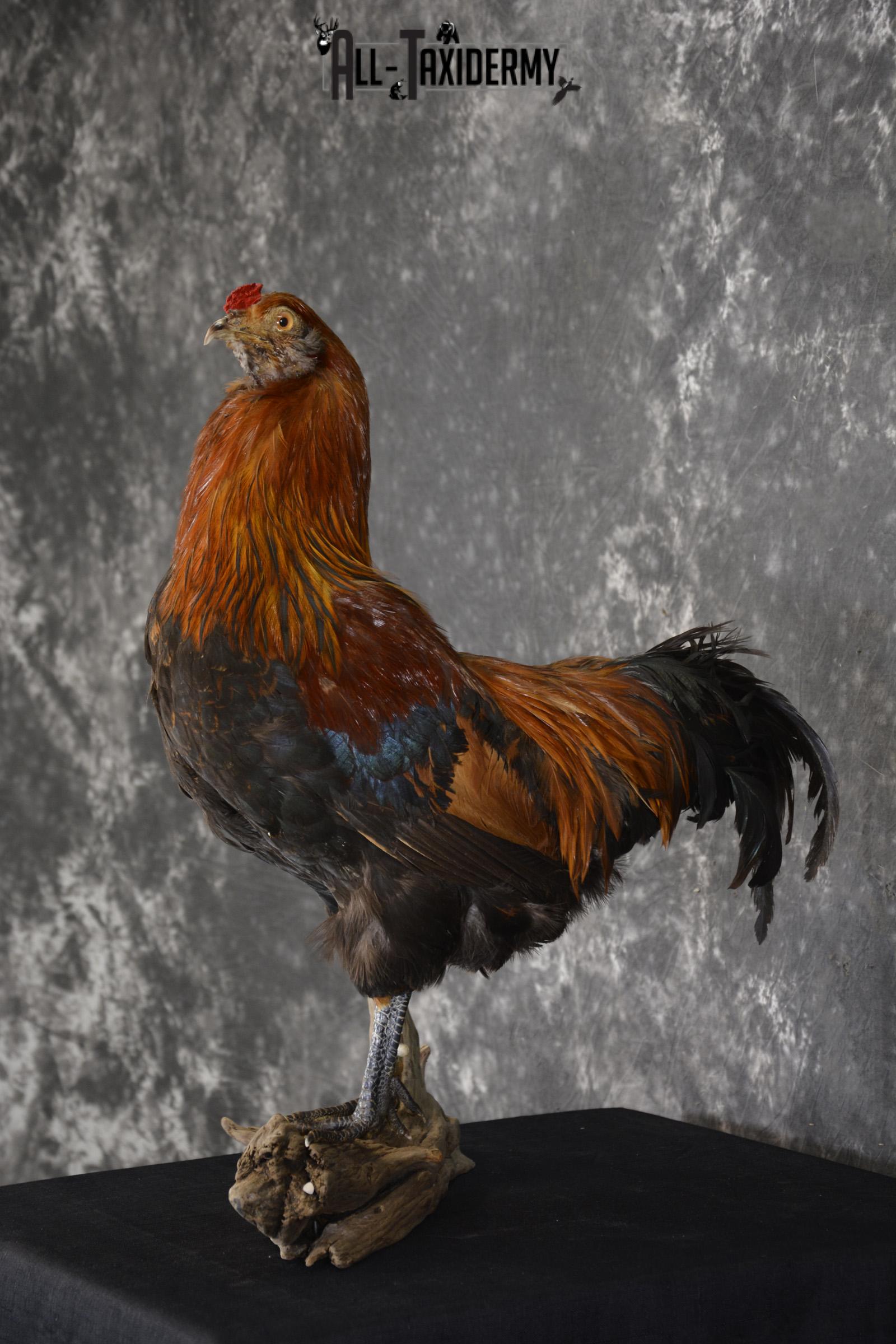 Leghorn Rooster taxidermy mount for sale SKU 1904 - Image 5