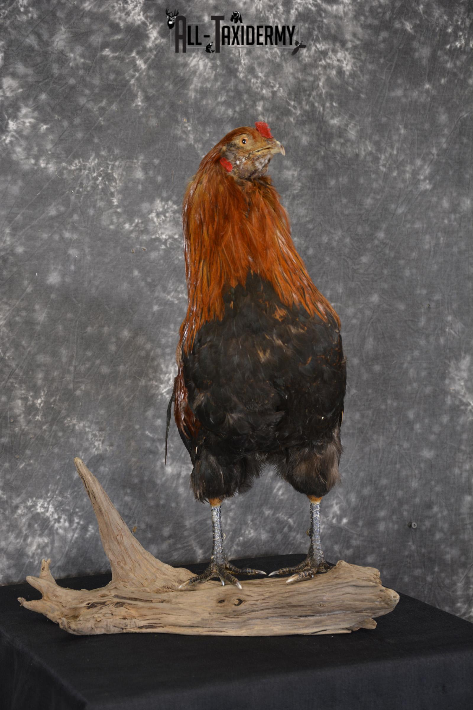 Leghorn Rooster taxidermy mount for sale SKU 1904 - Image 4