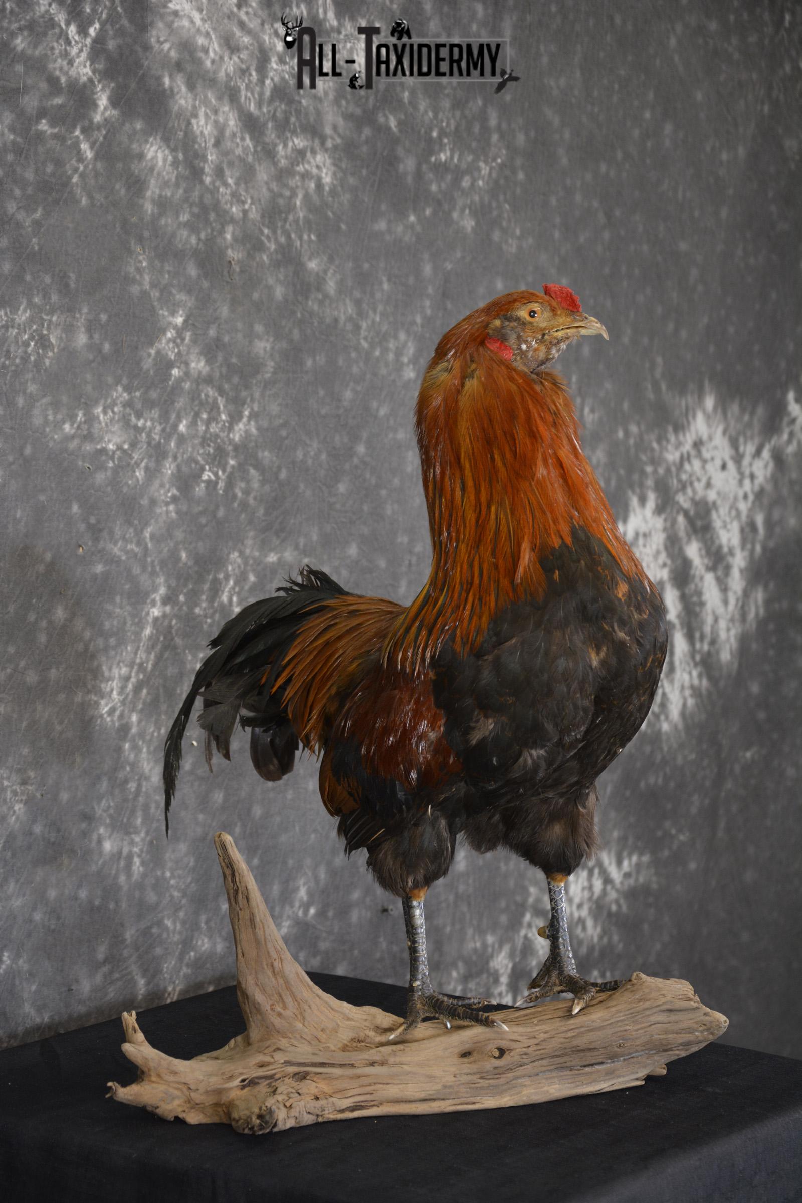 Leghorn Rooster taxidermy mount for sale SKU 1904 - Image 3