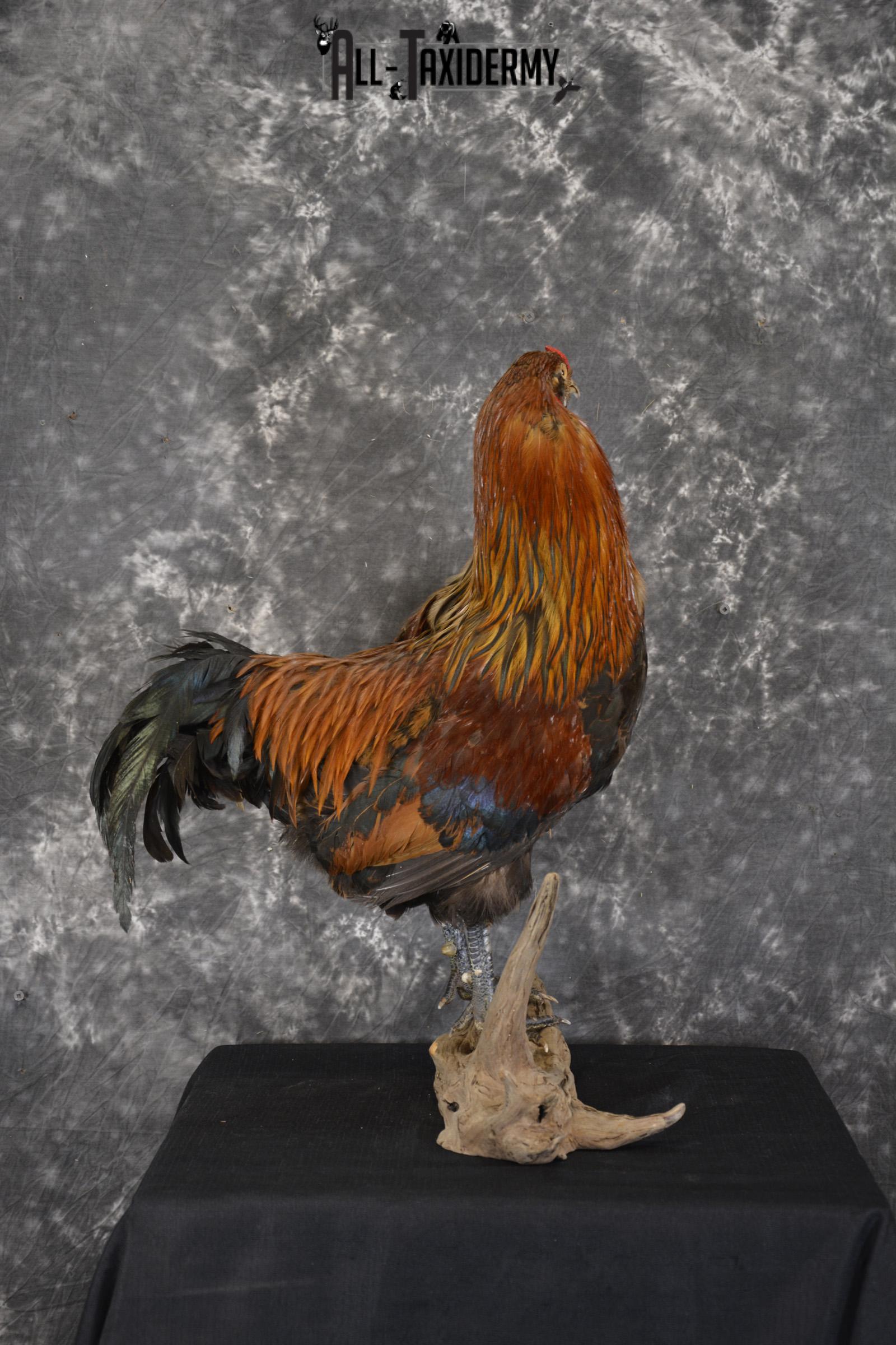 Leghorn Rooster taxidermy mount for sale SKU 1904 - Image 2