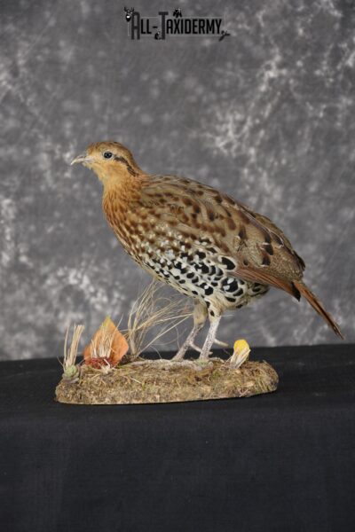 Chinese Bamboo Partridge taxidermy mount for sale SKU 1905