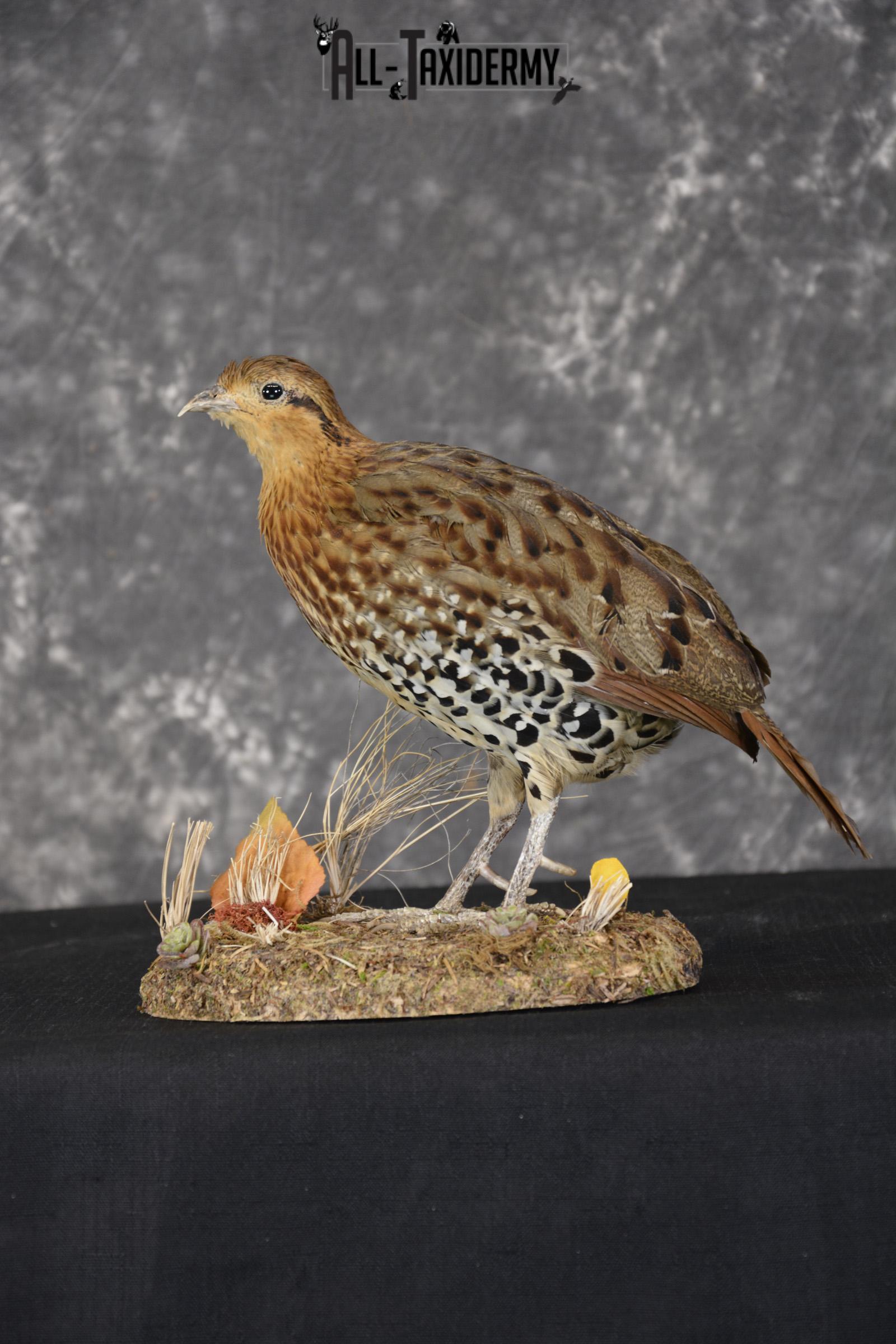 Chinese Bamboo Partridge taxidermy mount for sale SKU 1905