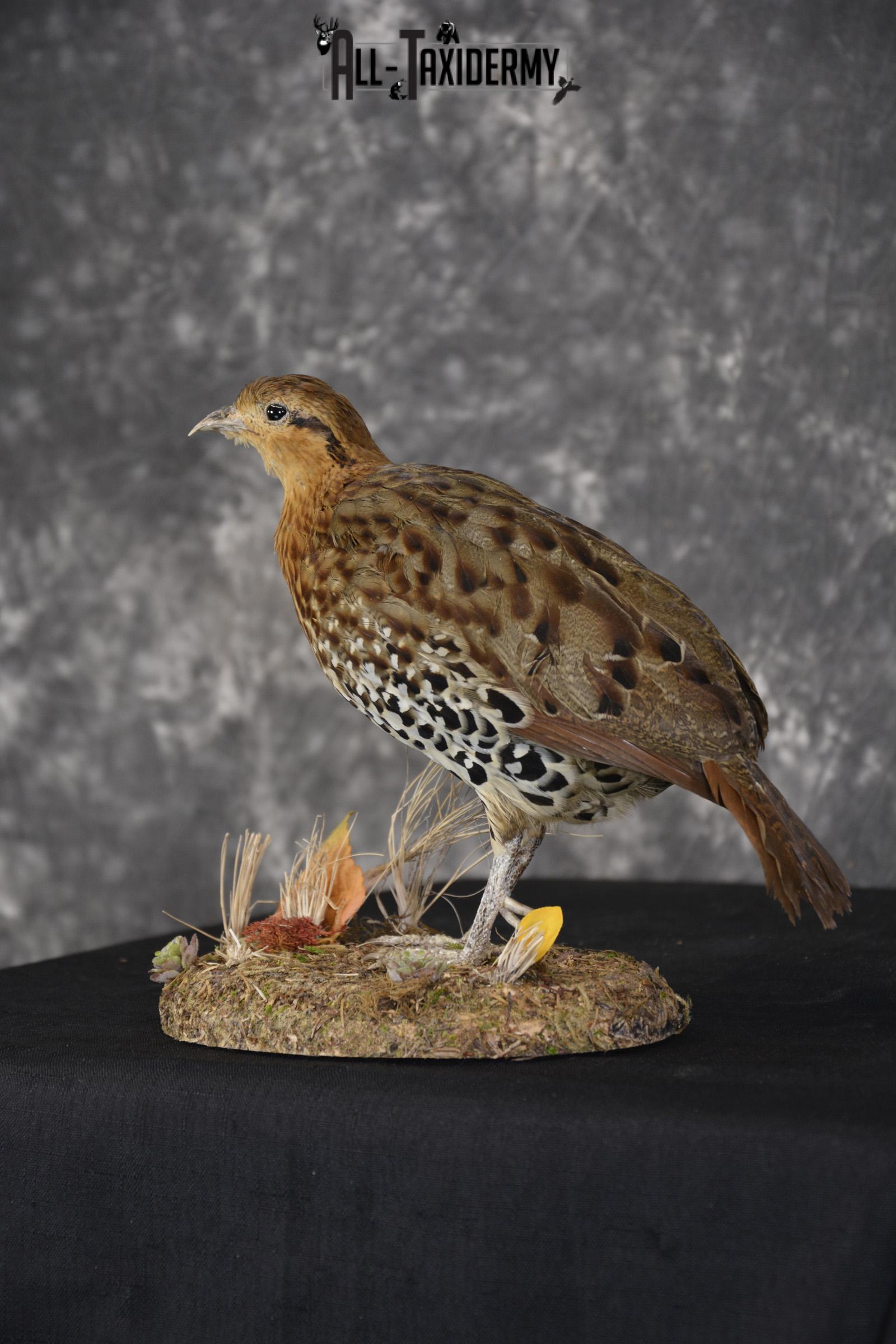 Chinese Bamboo Partridge taxidermy mount for sale SKU 1905 - Image 5