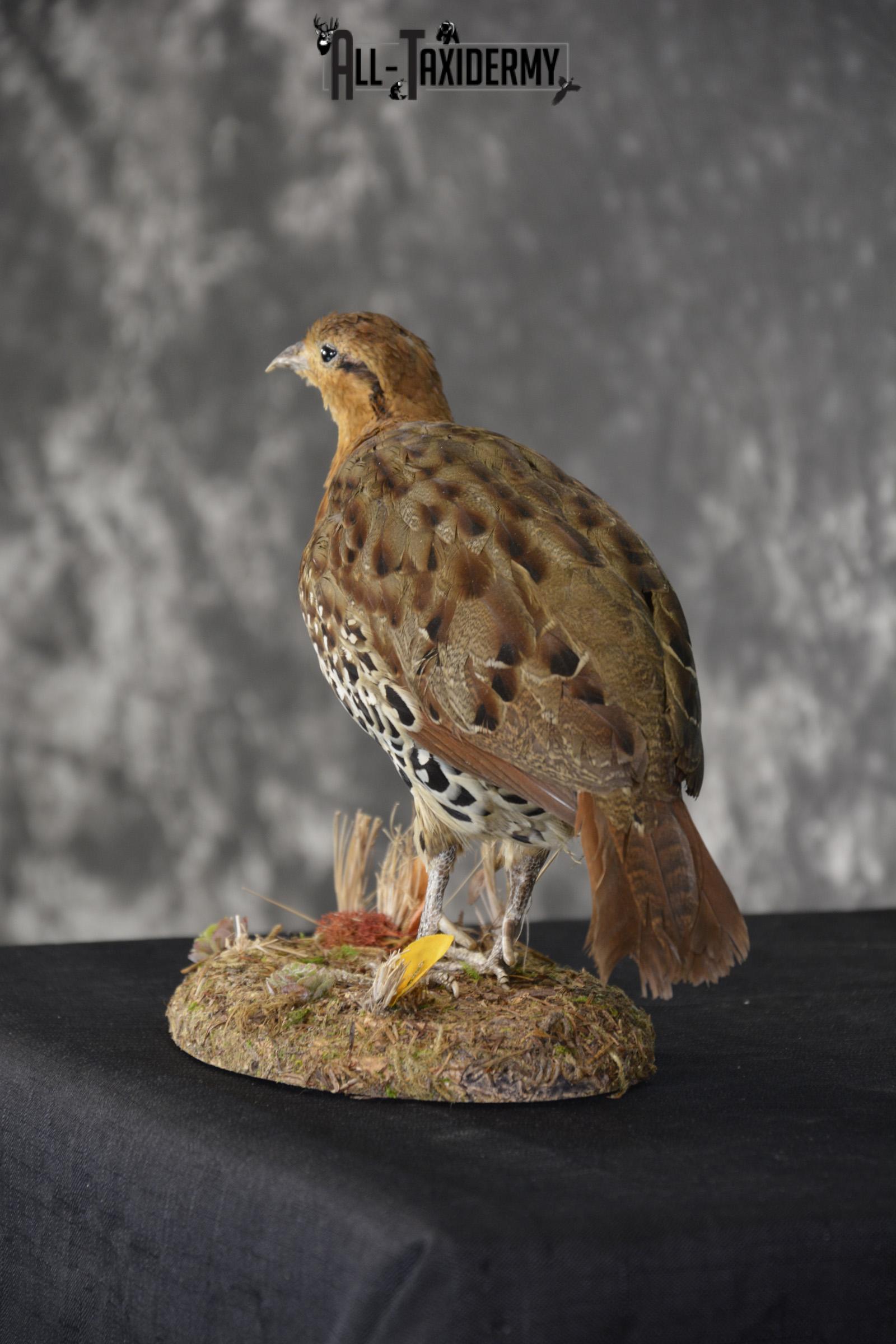 Chinese Bamboo Partridge taxidermy mount for sale SKU 1905 - Image 4