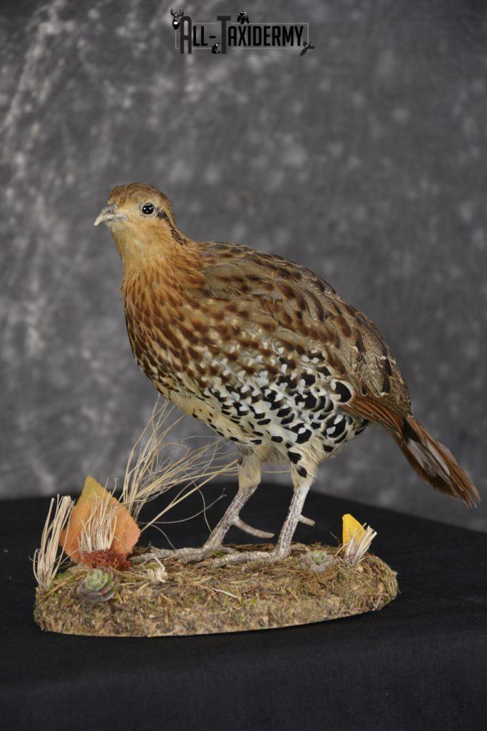 Chinese Bamboo Partridge
