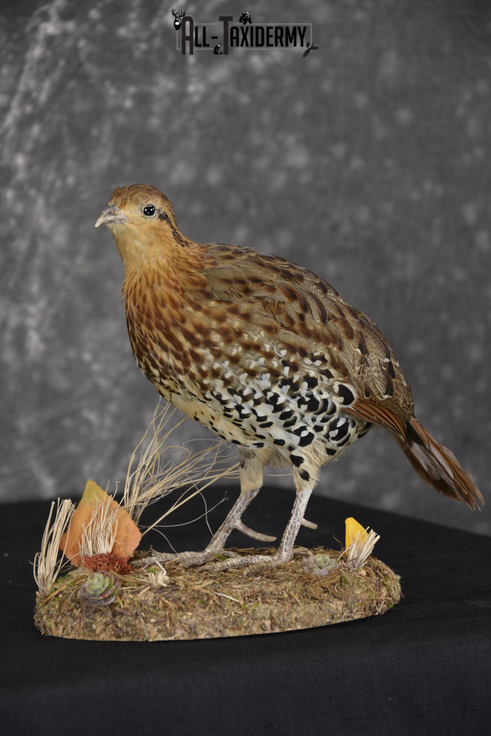Chinese Bamboo Partridge