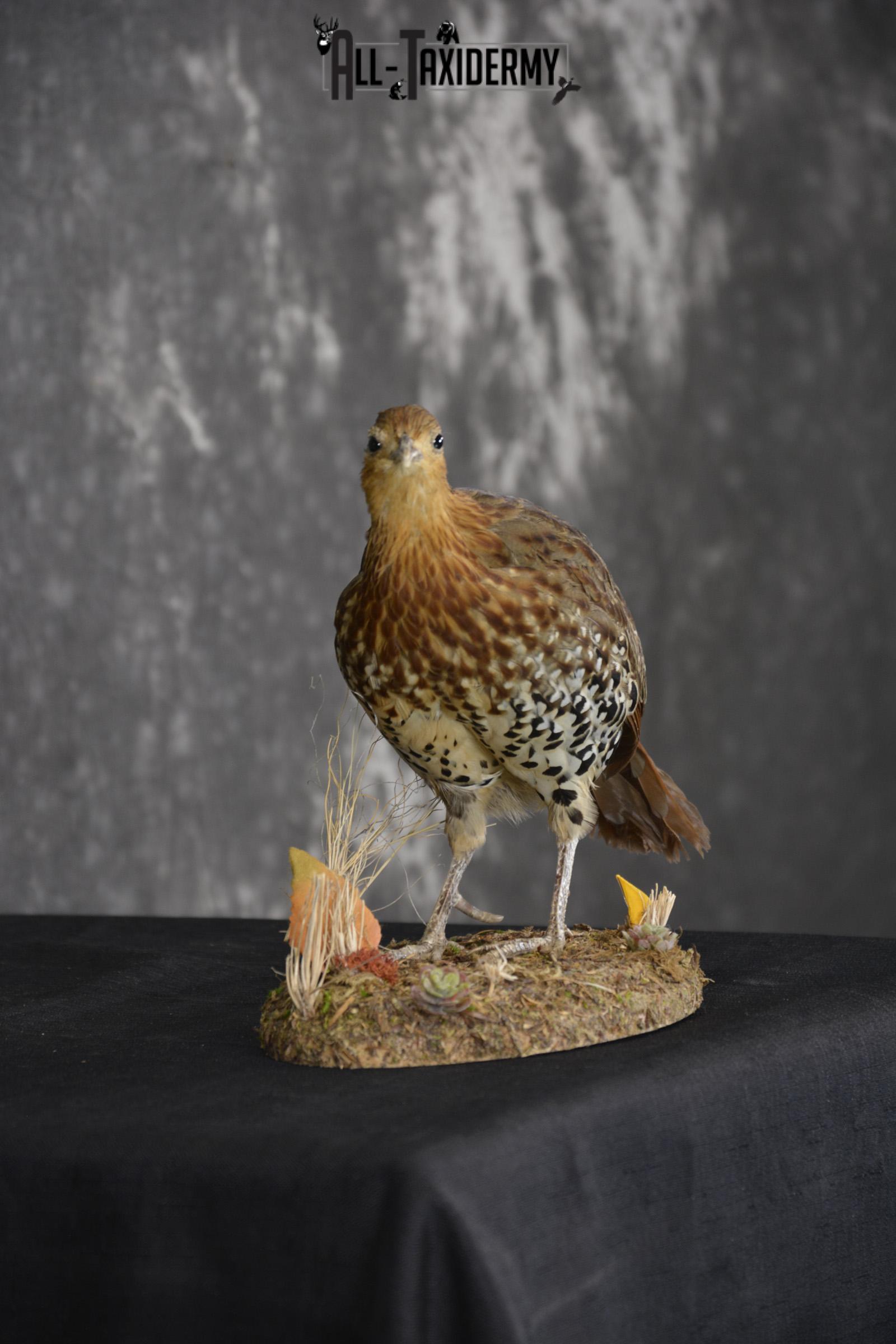 Chinese Bamboo Partridge taxidermy mount for sale SKU 1905 - Image 2