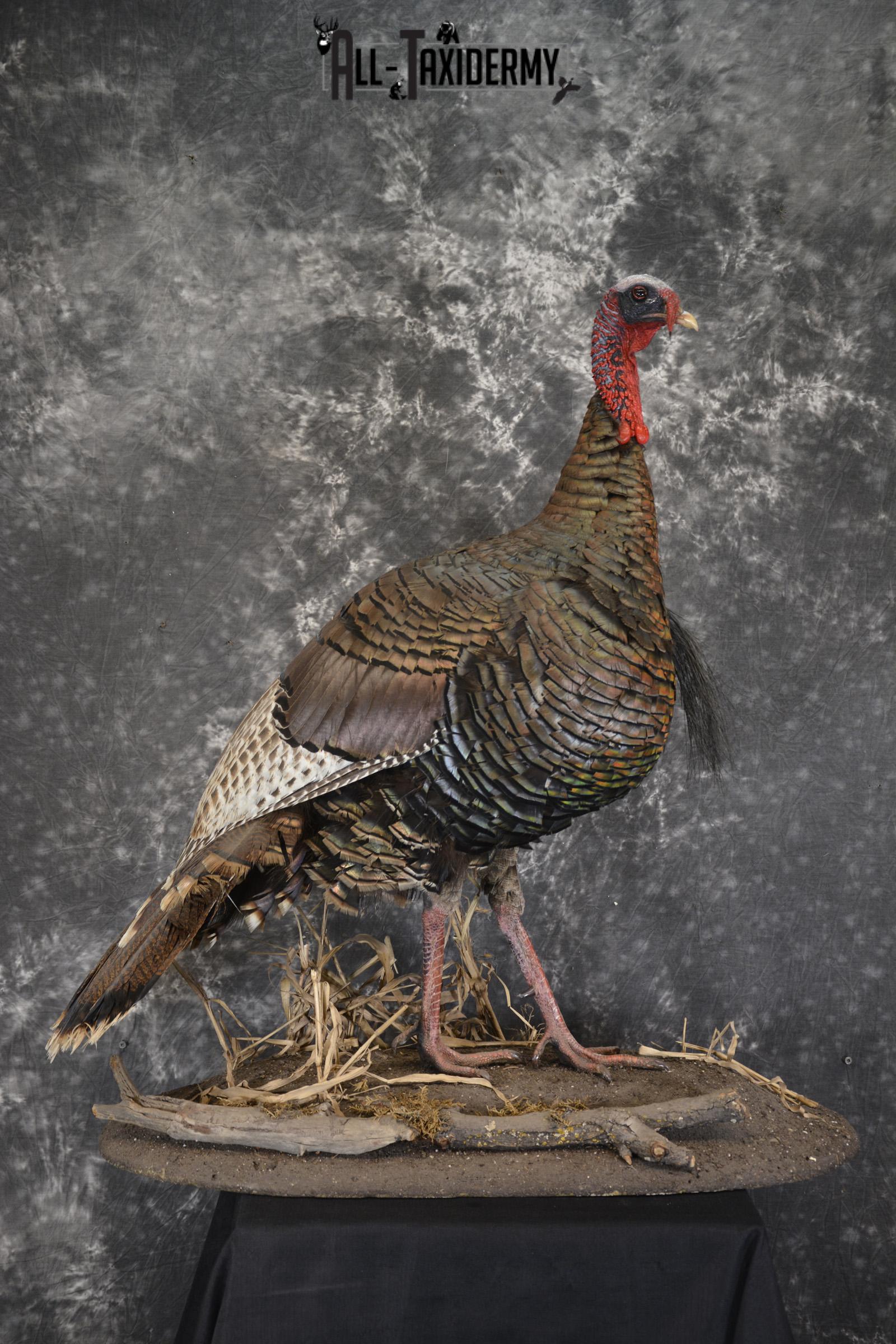Eastern Turkey life size taxidermy mount for sale SKU 1926
