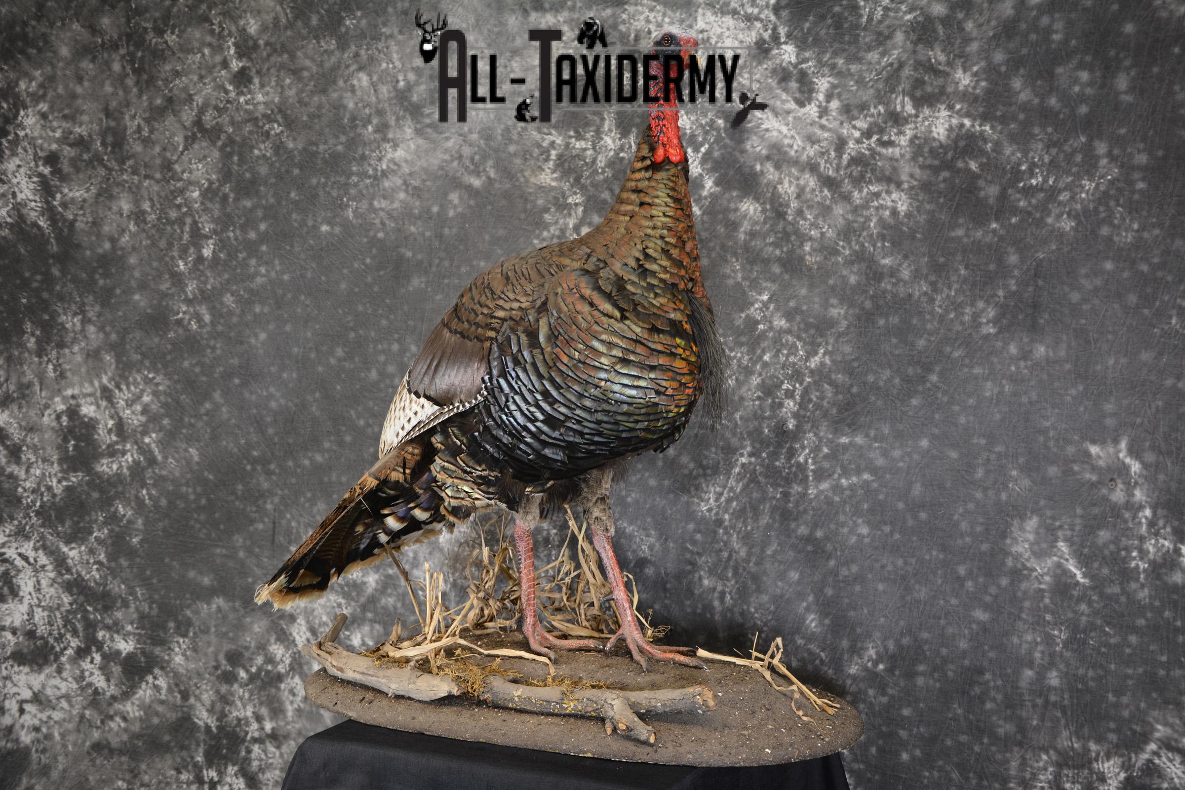 Eastern Turkey life size taxidermy mount for sale SKU 1926 - Image 8