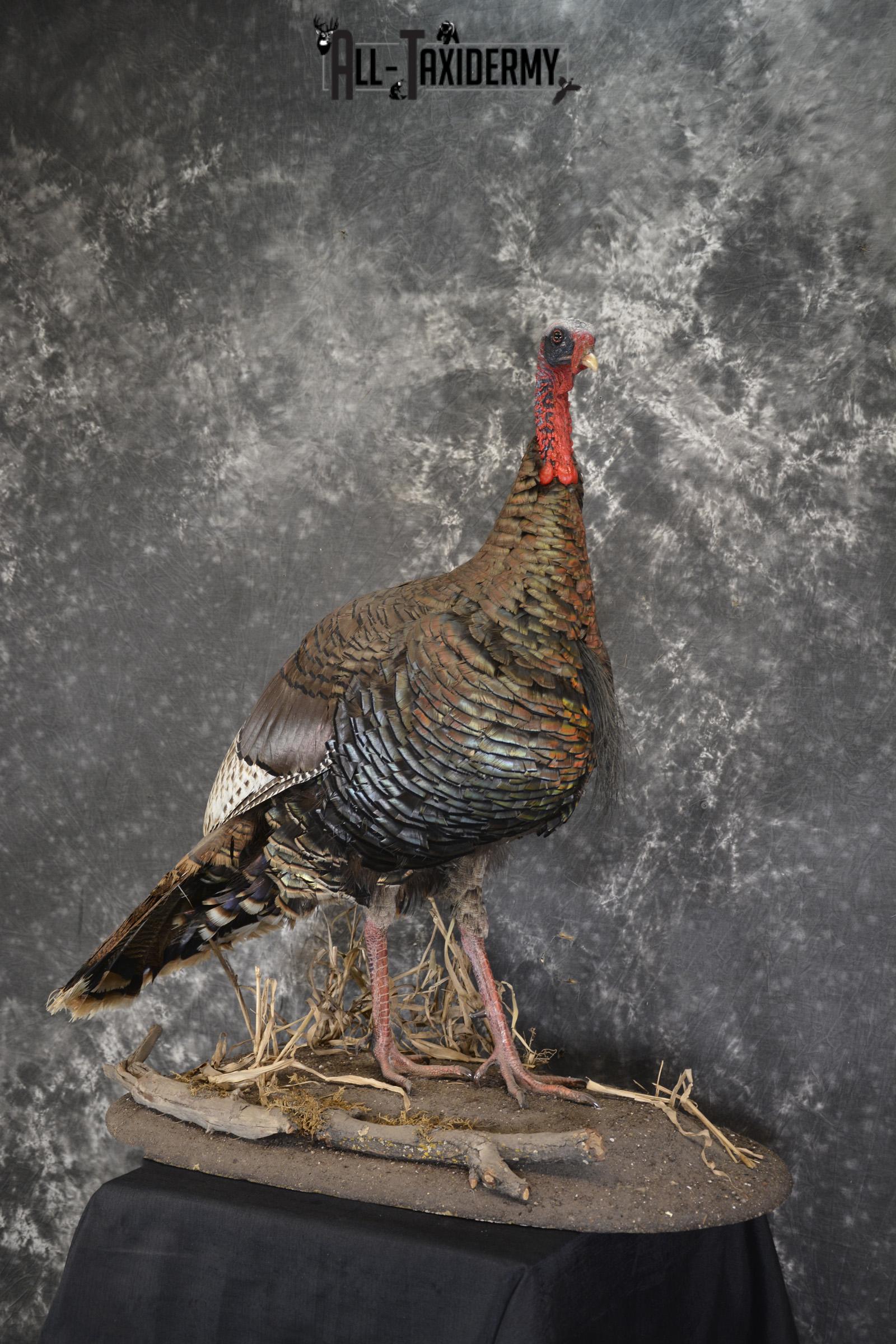 Eastern Turkey life size taxidermy mount for sale SKU 1926 - Image 7