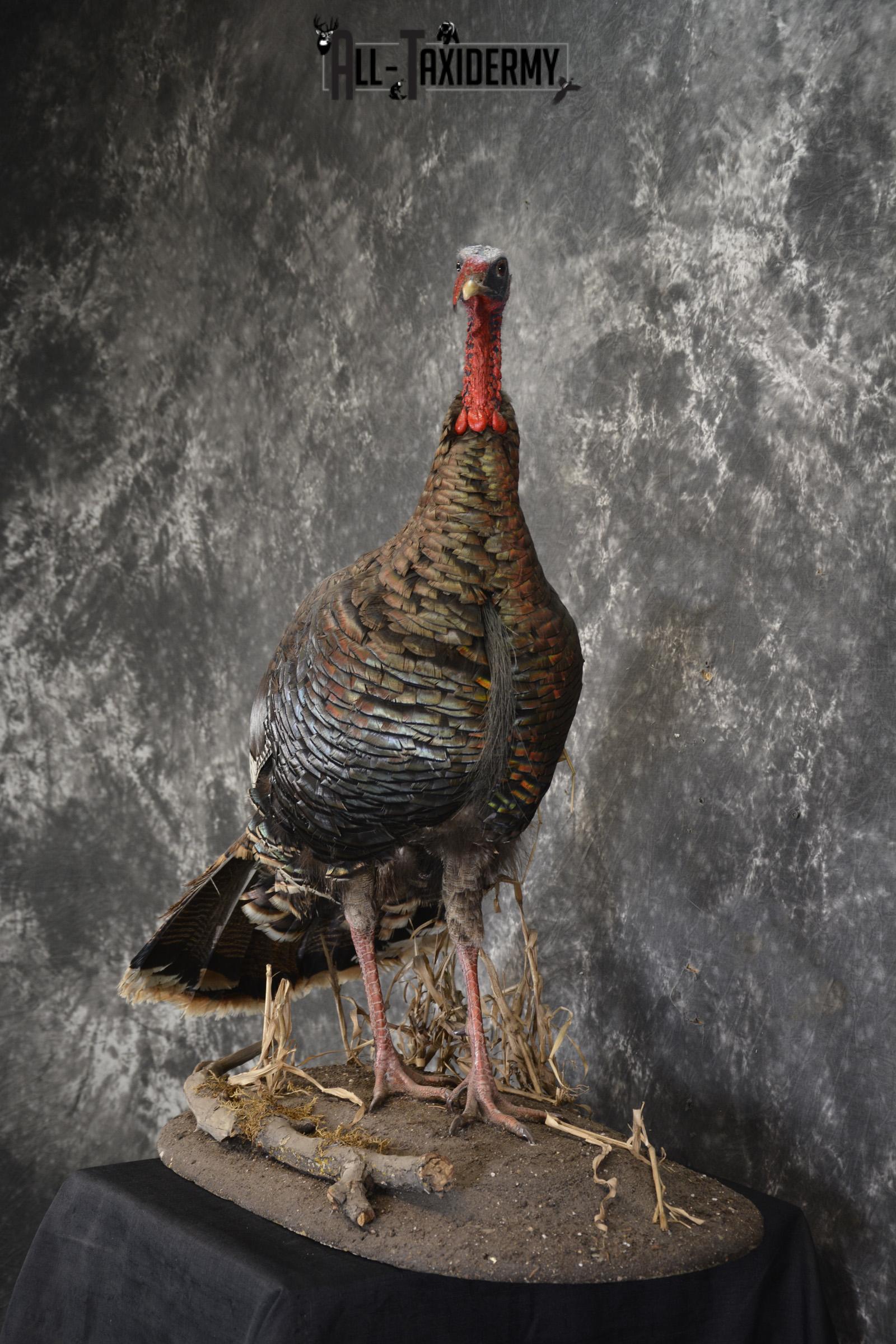Eastern Turkey life size taxidermy mount for sale SKU 1926 - Image 6