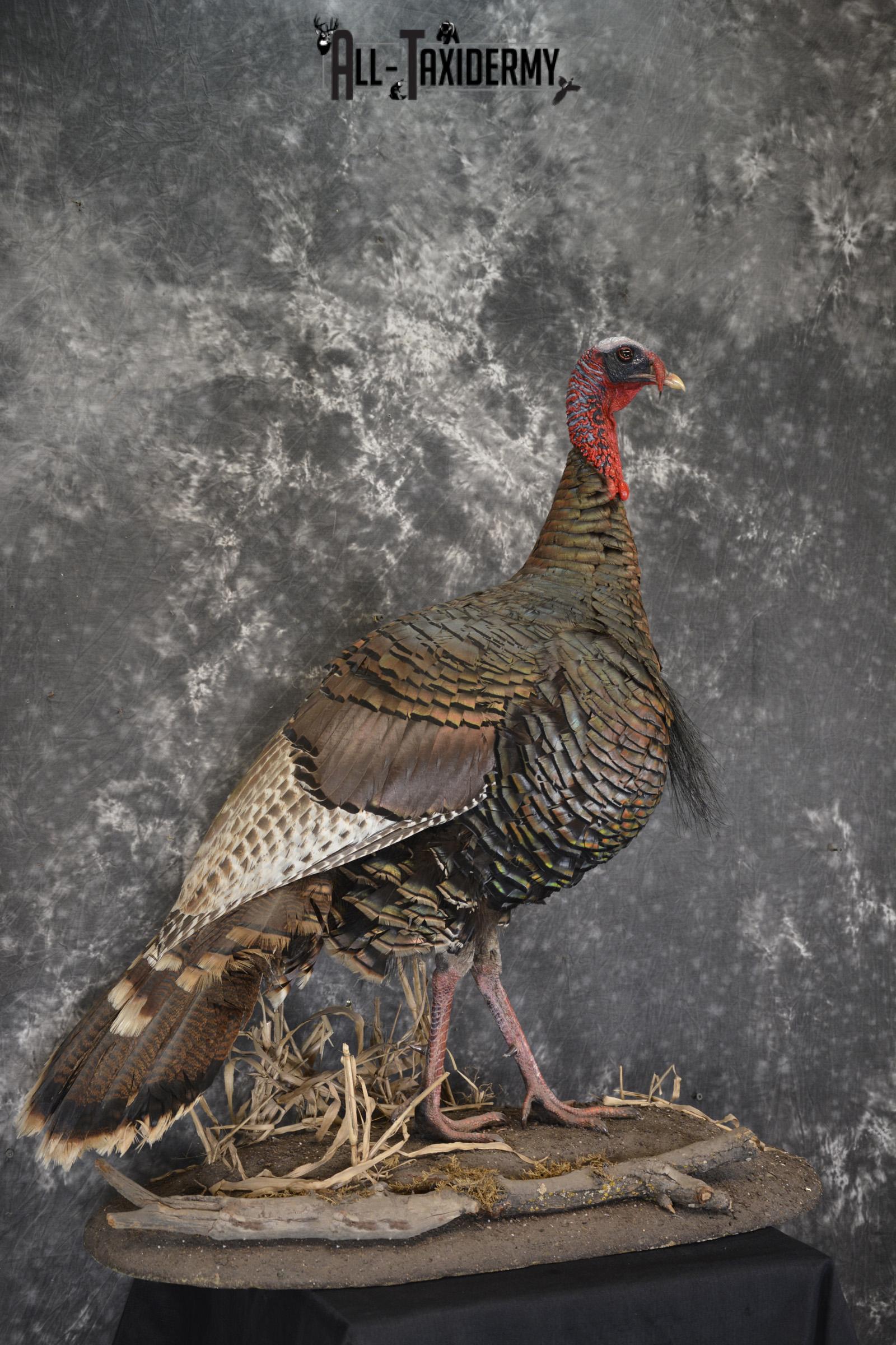 Eastern Turkey life size taxidermy mount for sale SKU 1926 - Image 5