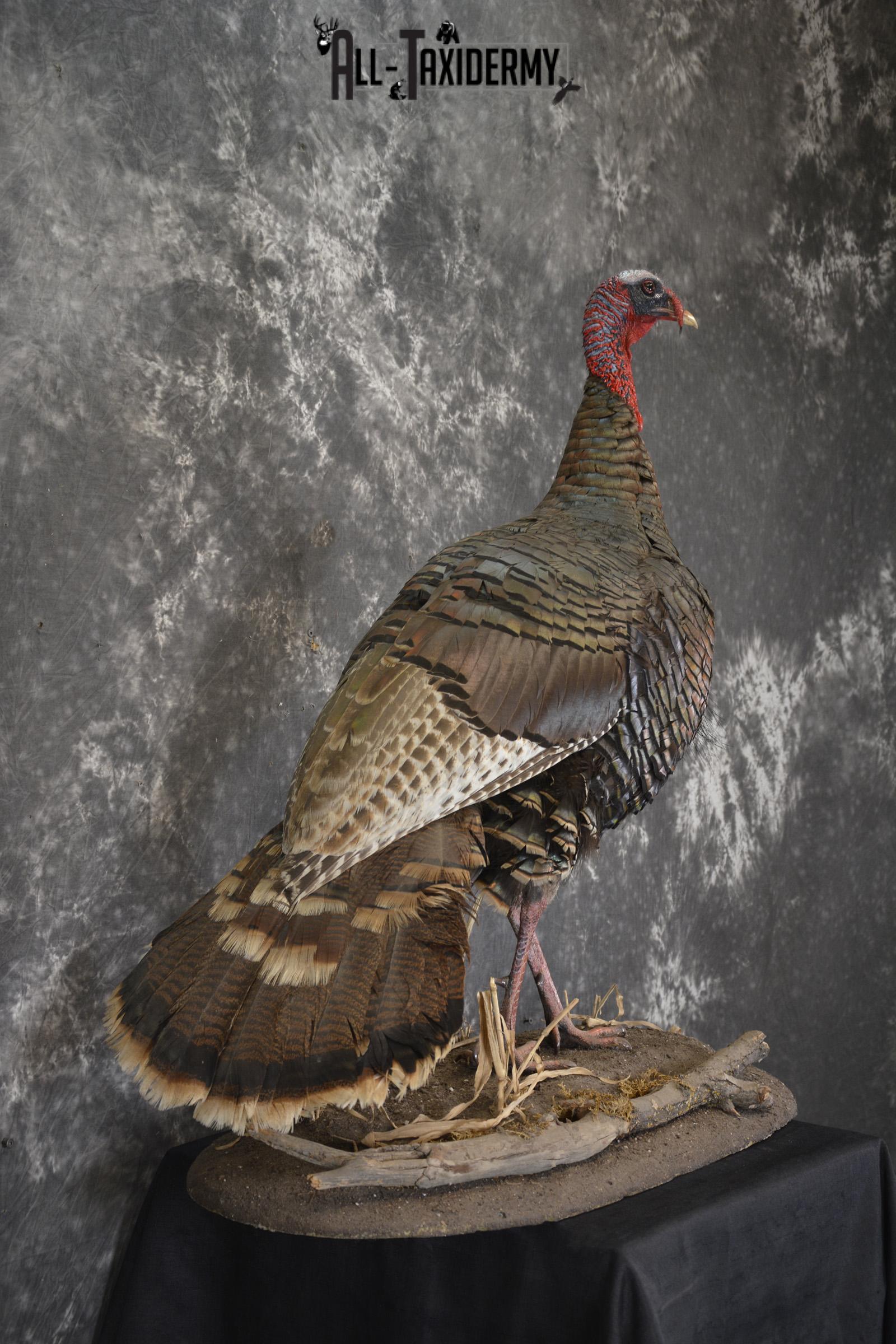 Eastern Turkey life size taxidermy mount for sale SKU 1926 - Image 4