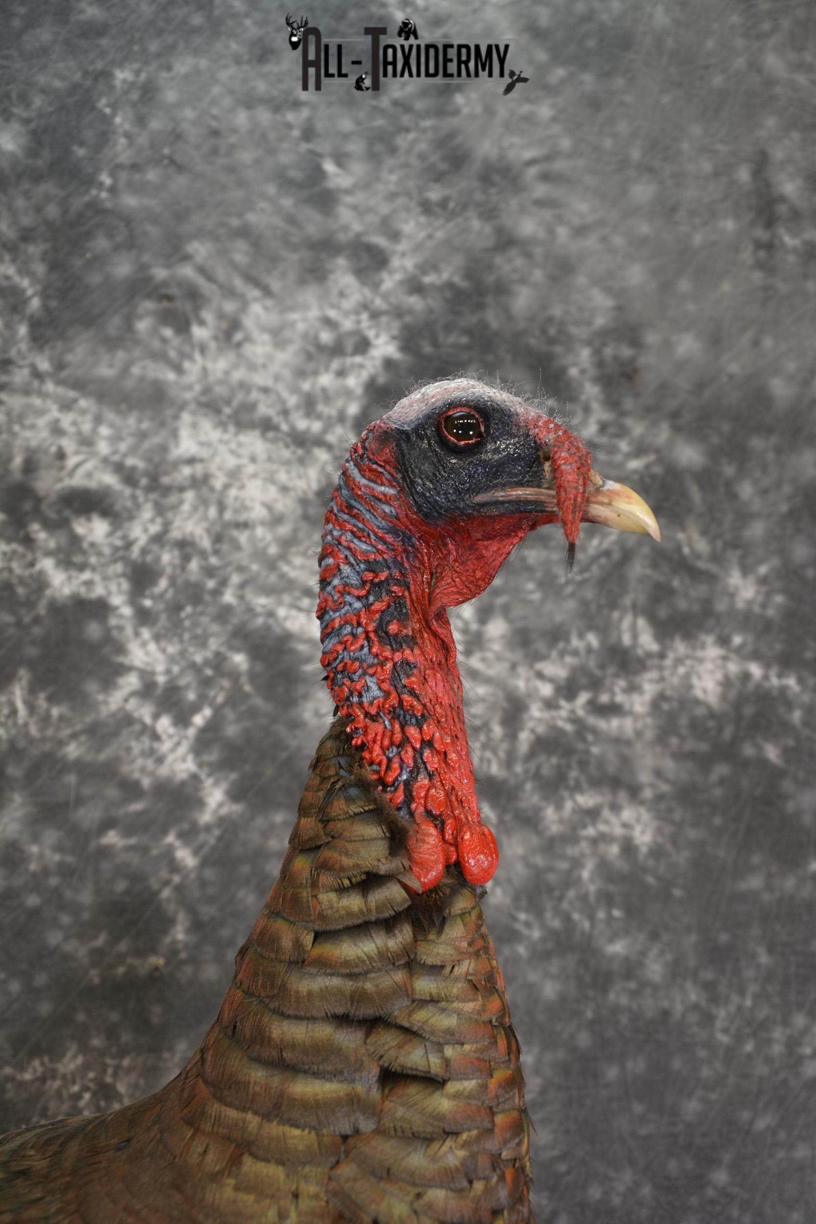 Eastern Turkey life size taxidermy mount for sale SKU 1926 - Image 3
