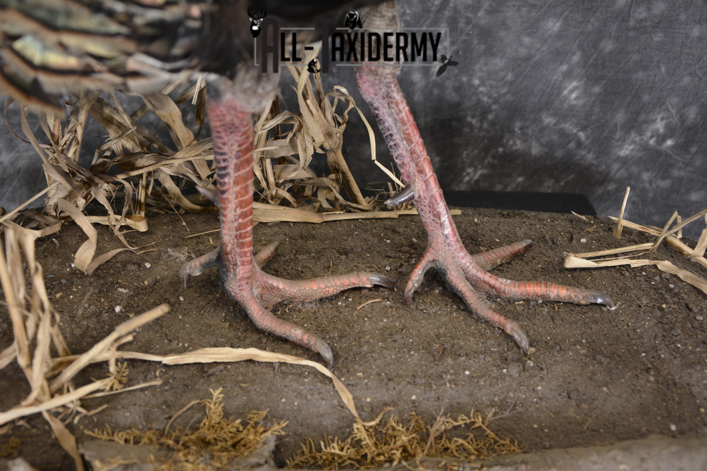 Eastern Turkey life size taxidermy mount for sale SKU 1926 - Image 2