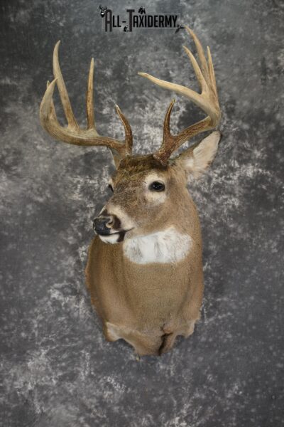 Whitetail Deer 10 Point taxidermy shoulder mount for sale SKU 1907