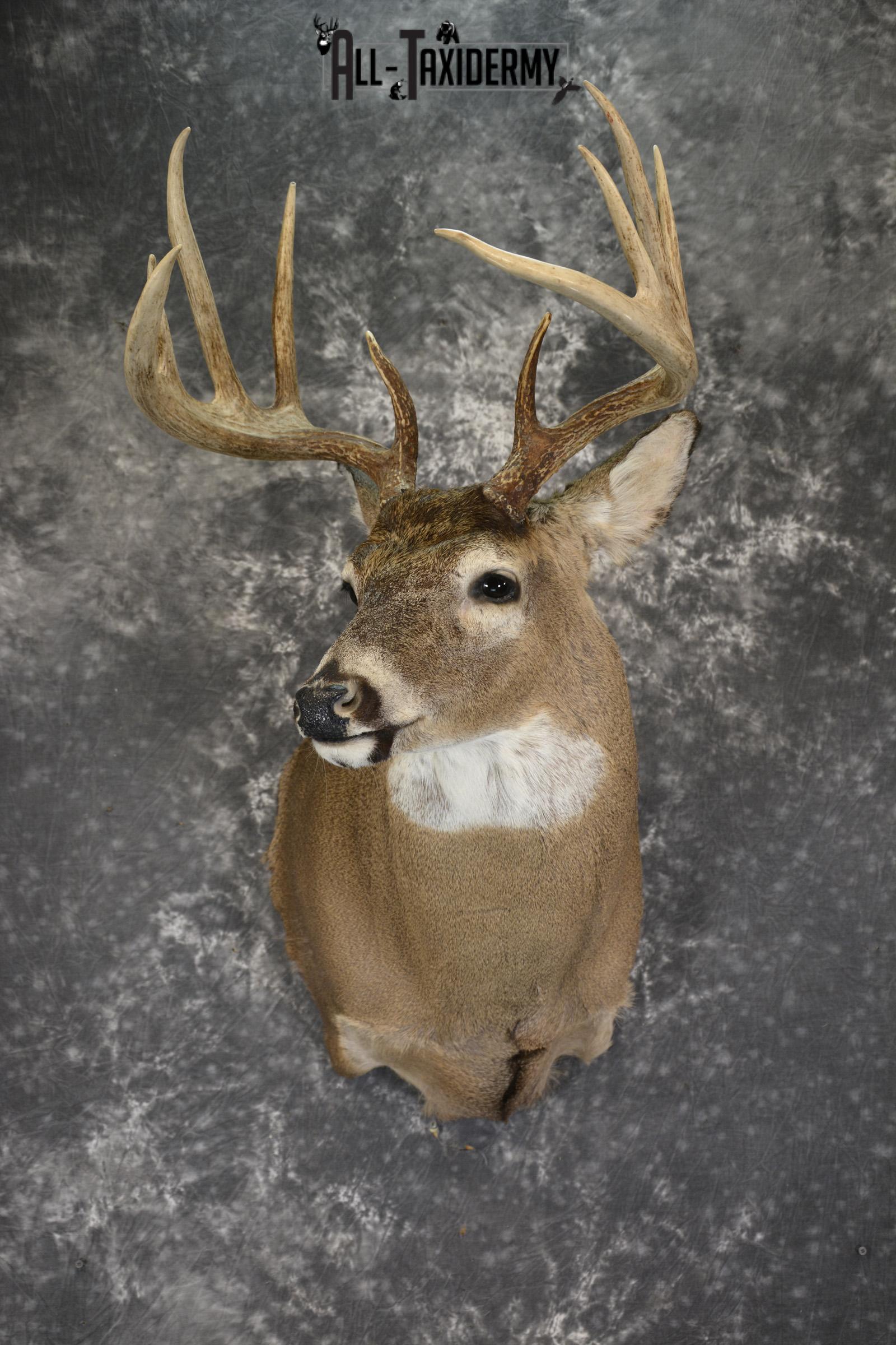 Whitetail Deer 10 Point taxidermy shoulder mount for sale SKU 1907
