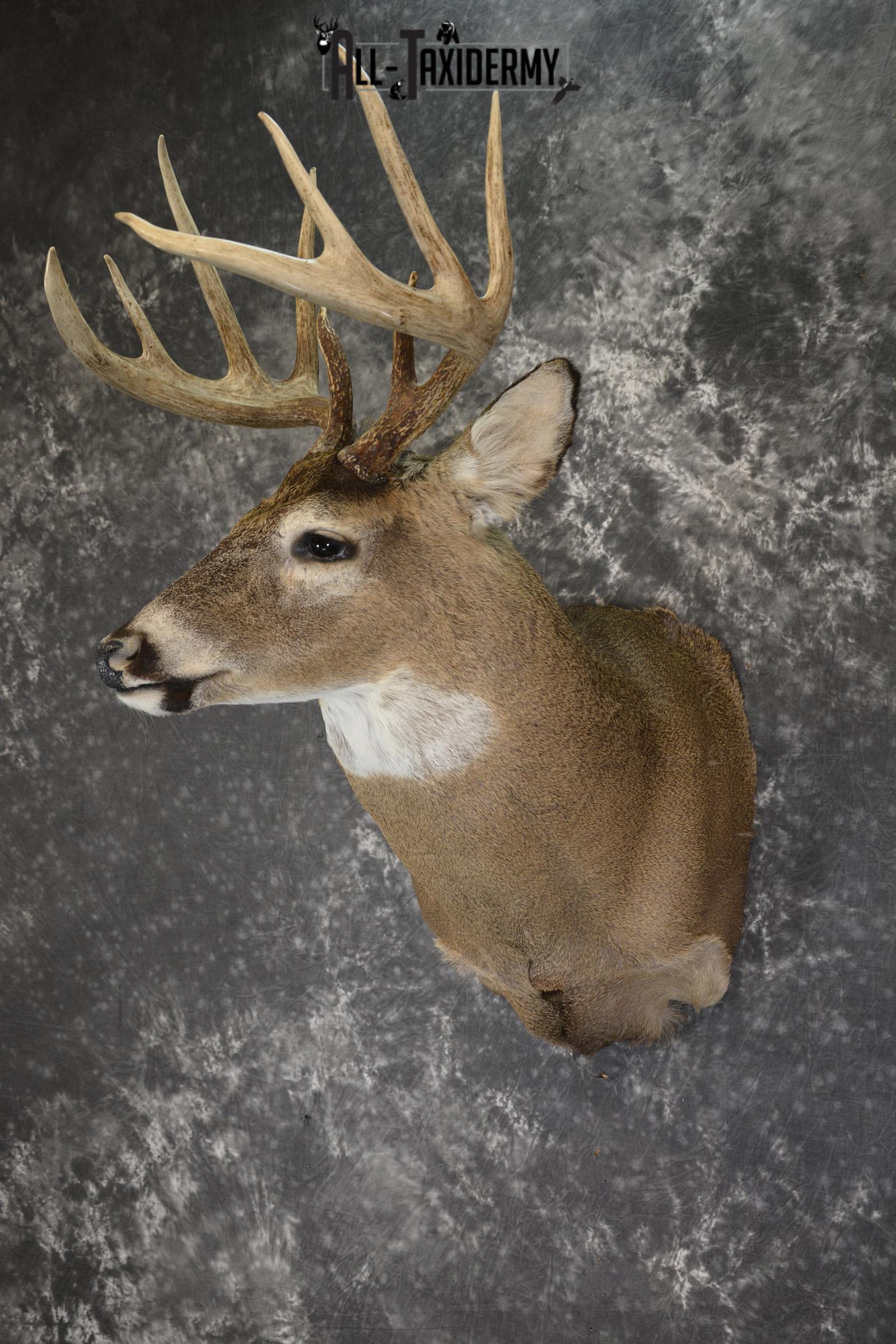 Whitetail Deer 10 Point taxidermy shoulder mount for sale SKU 1907 - Image 8