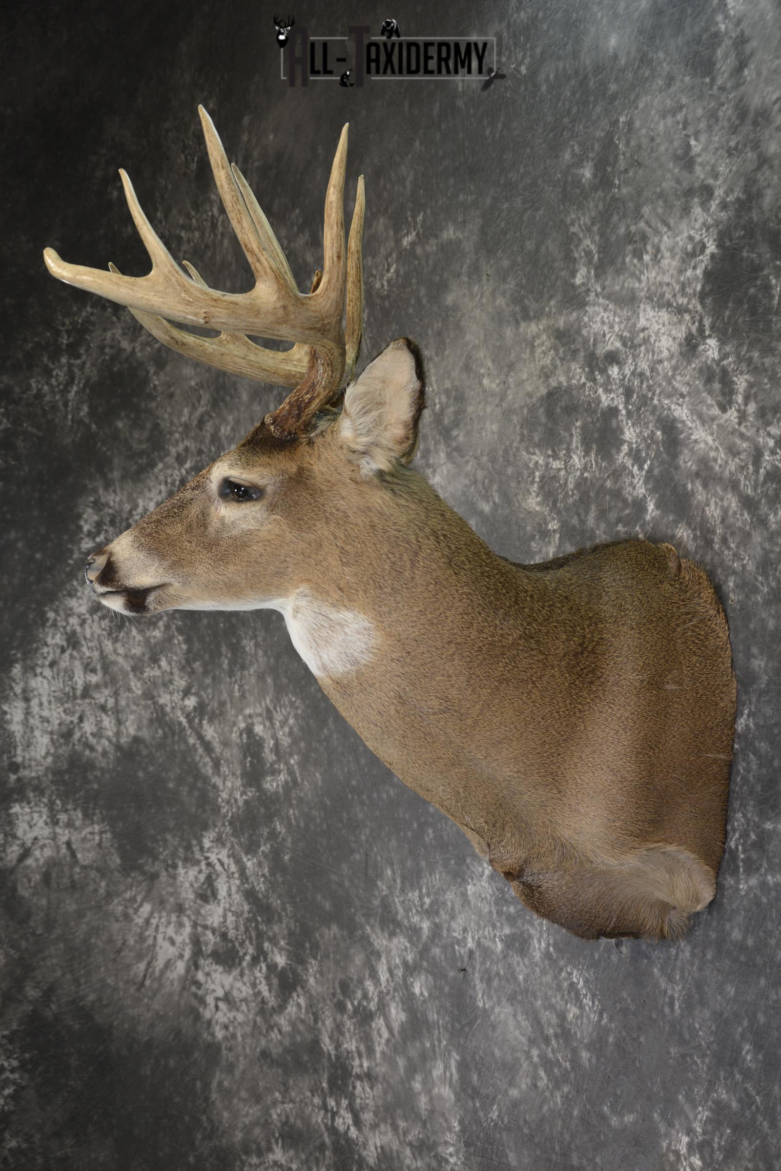 Whitetail Deer 10 Point taxidermy shoulder mount for sale SKU 1907 - Image 7