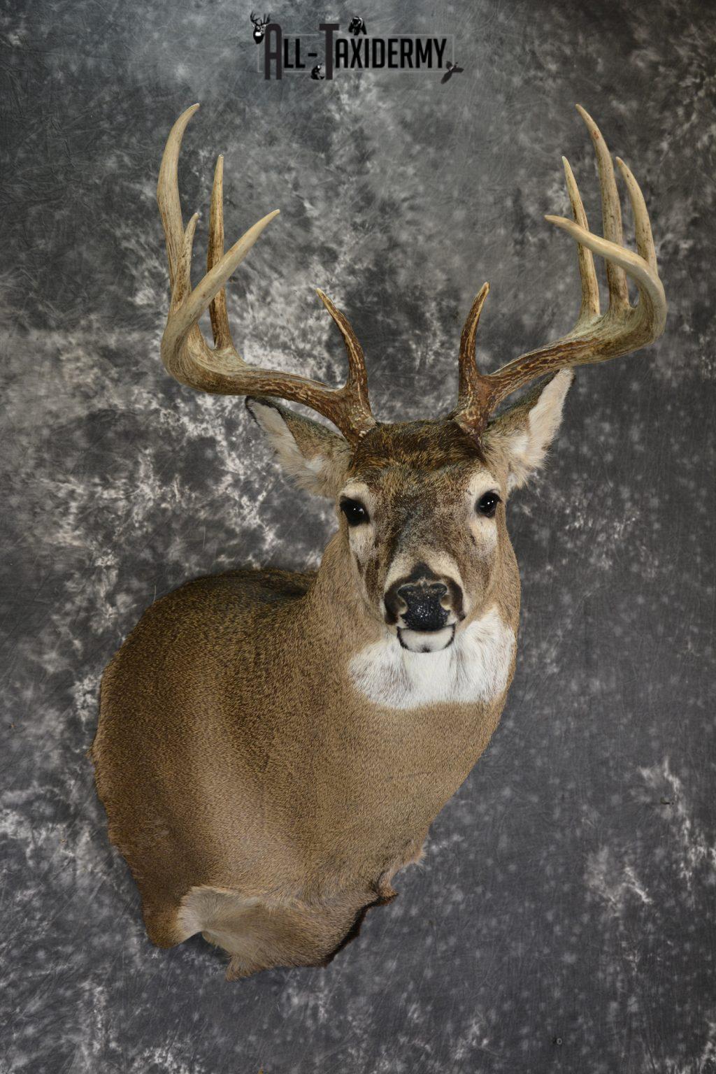 Whitetail Deer 10 Point taxidermy shoulder mount for sale SKU 1907 ...