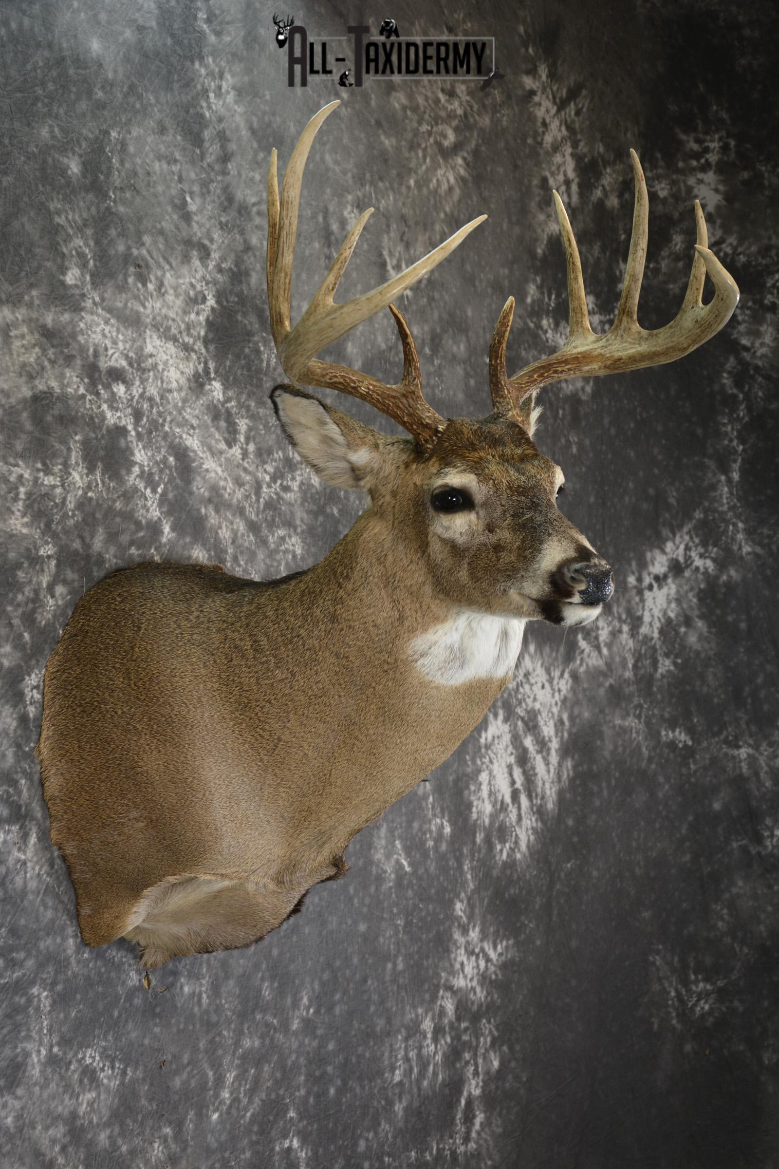 Whitetail Deer 10 Point taxidermy shoulder mount for sale SKU 1907 - Image 5