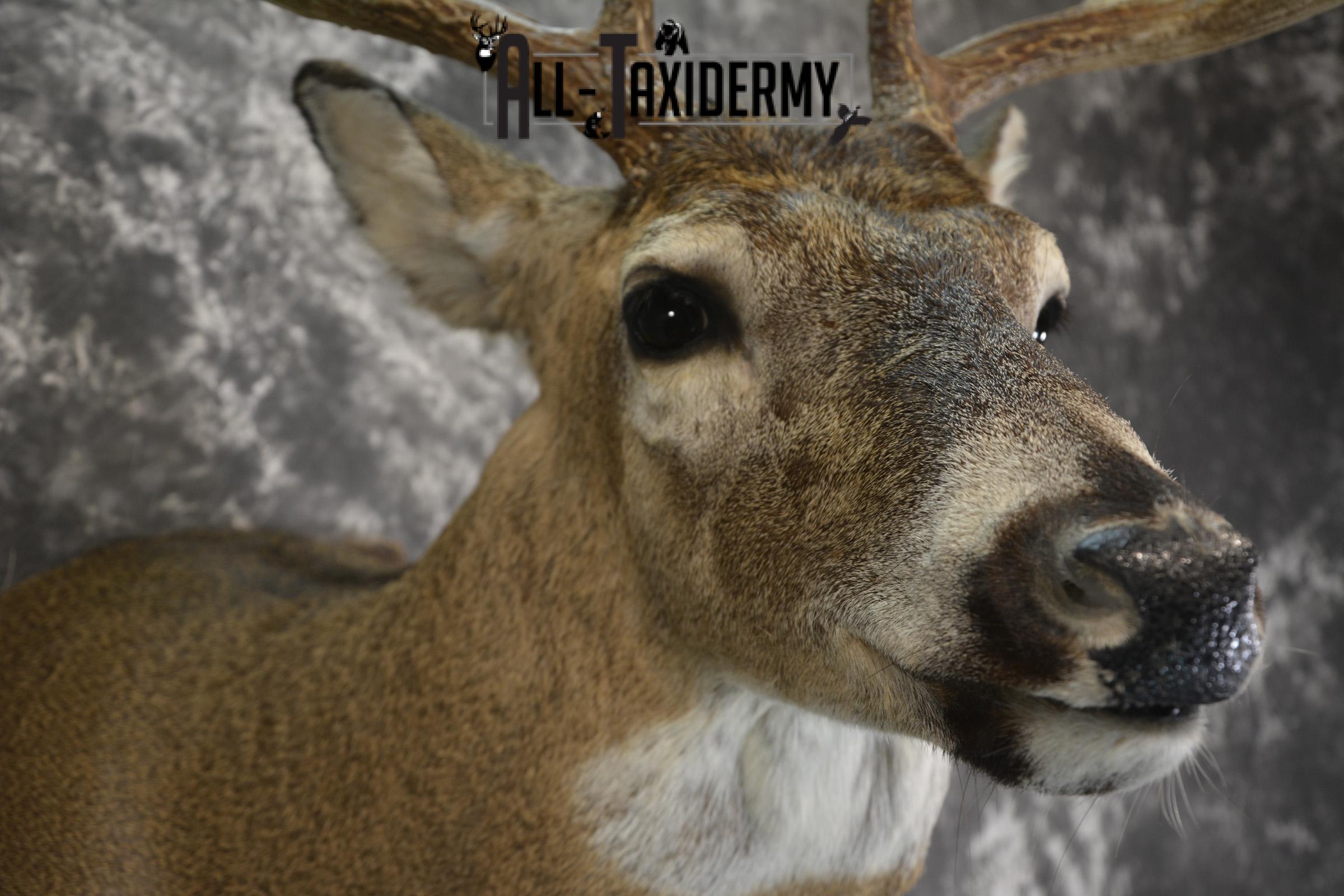 Whitetail Deer 10 Point taxidermy shoulder mount for sale SKU 1907 - Image 4