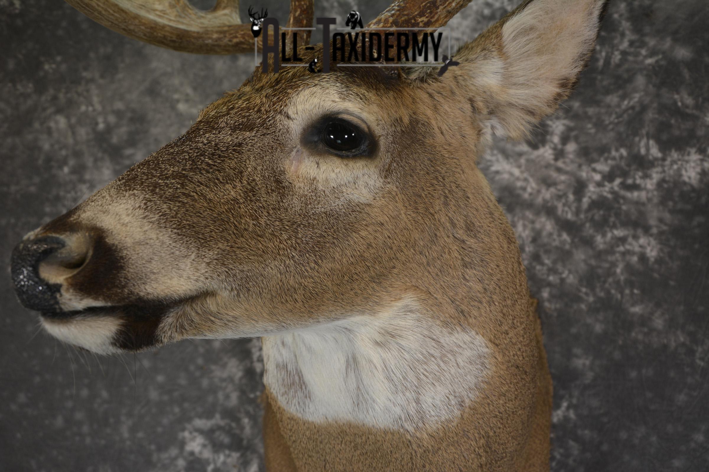 Whitetail Deer 10 Point taxidermy shoulder mount for sale SKU 1907 - Image 3