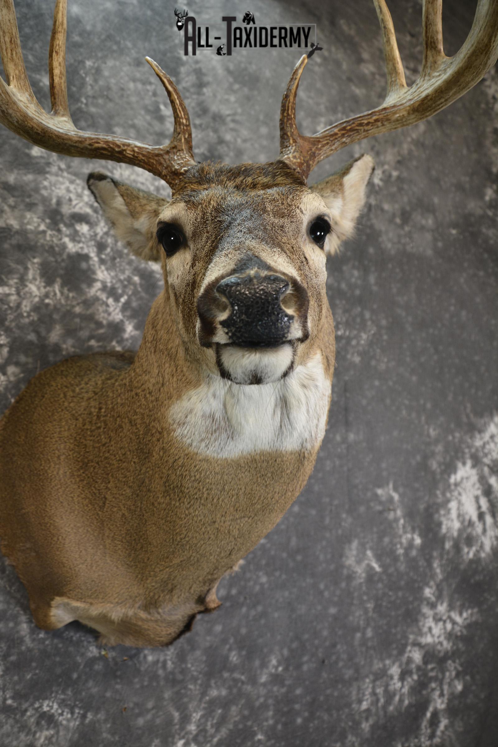 Whitetail Deer 10 Point taxidermy shoulder mount for sale SKU 1907 - Image 2