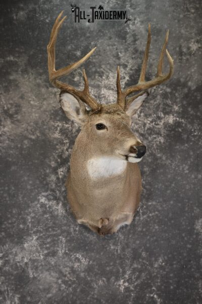 Whitetail Deer taxidermy shoulder mount for sale SKU 1908