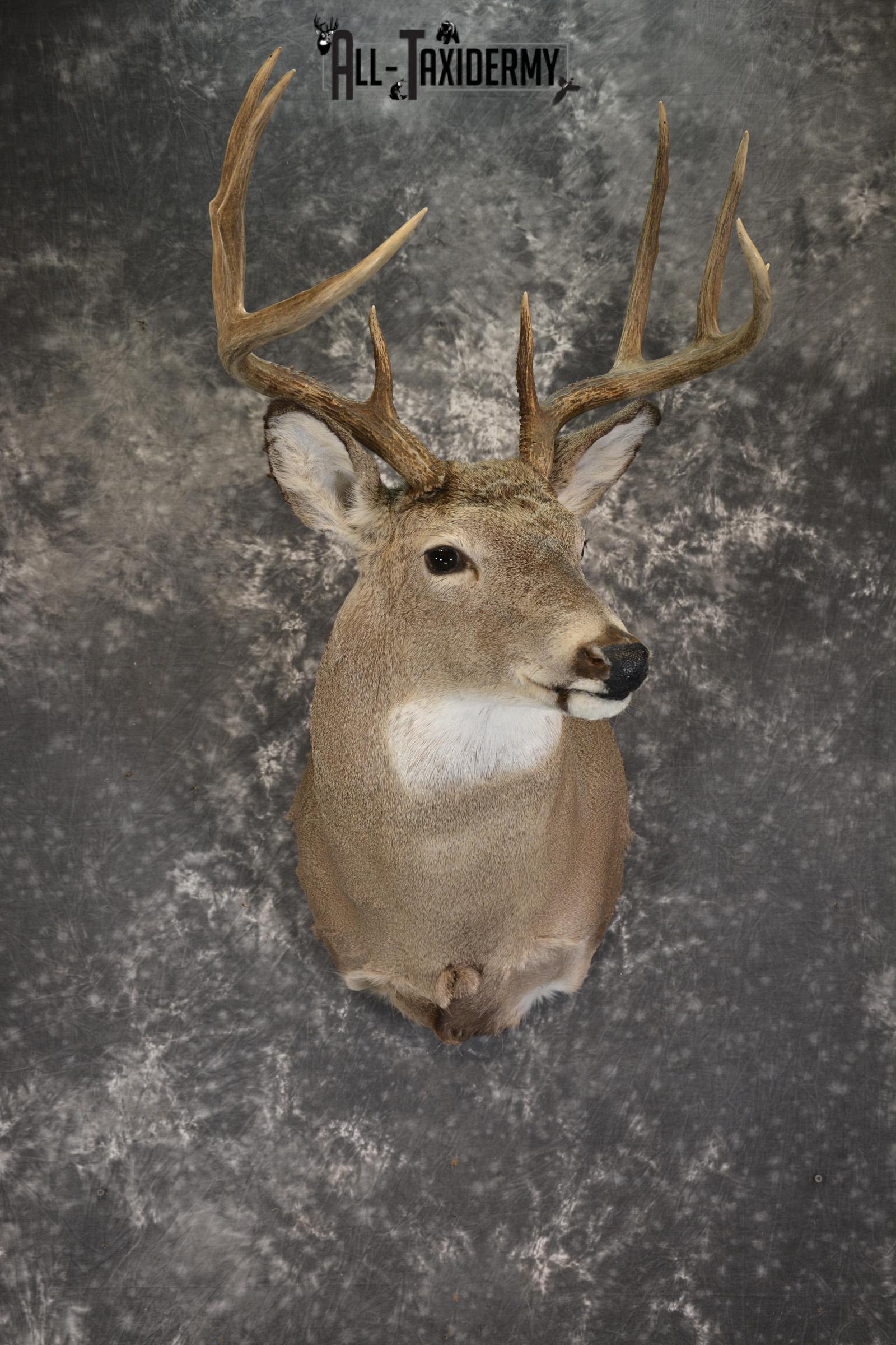 Whitetail Deer taxidermy shoulder mount for sale SKU 1908