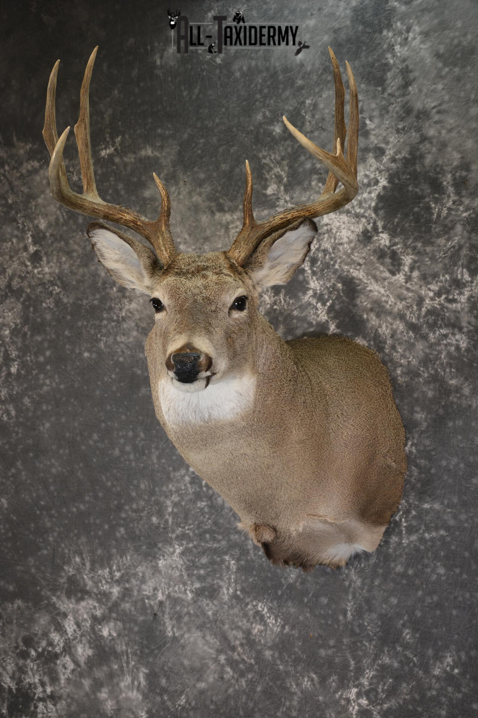 Whitetail Deer taxidermy shoulder mount for sale SKU 1908 - Image 5