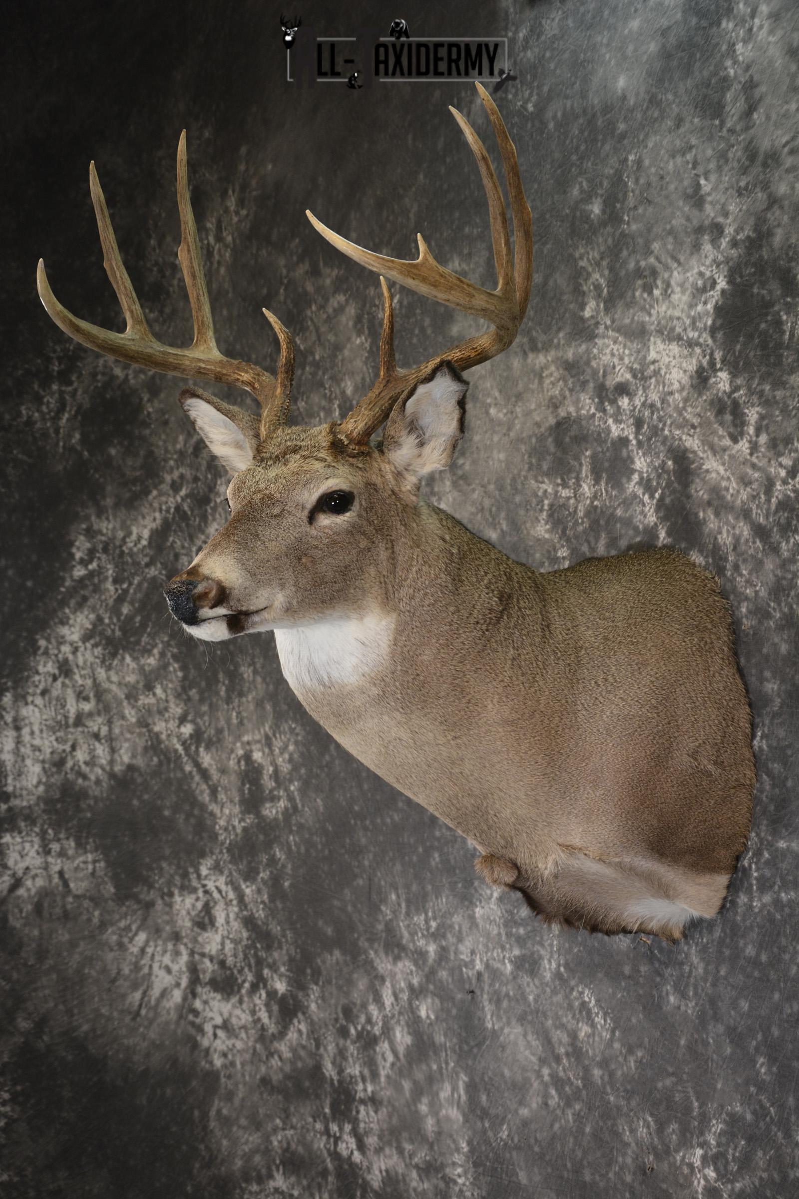 Whitetail Deer taxidermy shoulder mount for sale SKU 1908 - Image 4