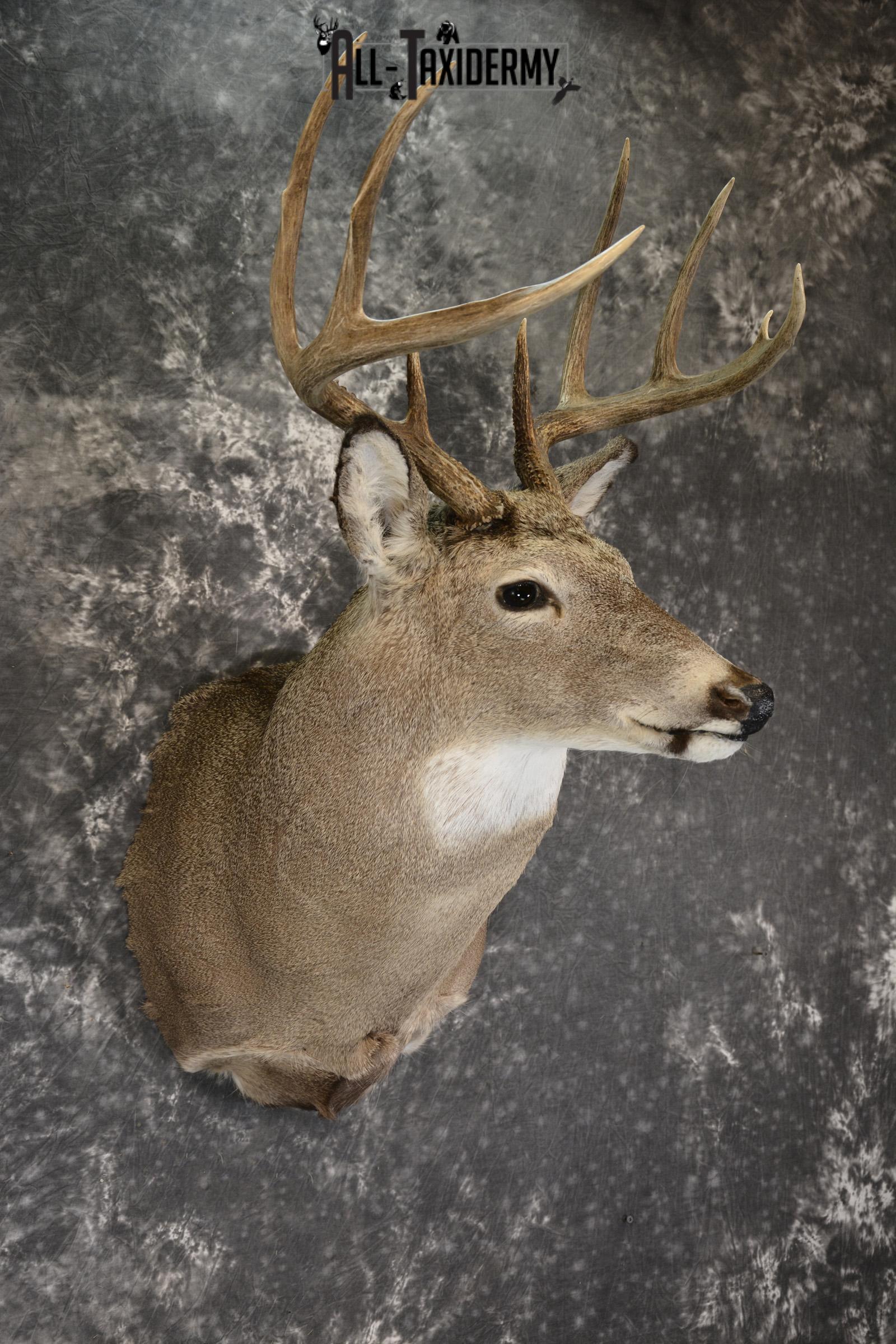 Whitetail Deer taxidermy shoulder mount for sale SKU 1908 - Image 3