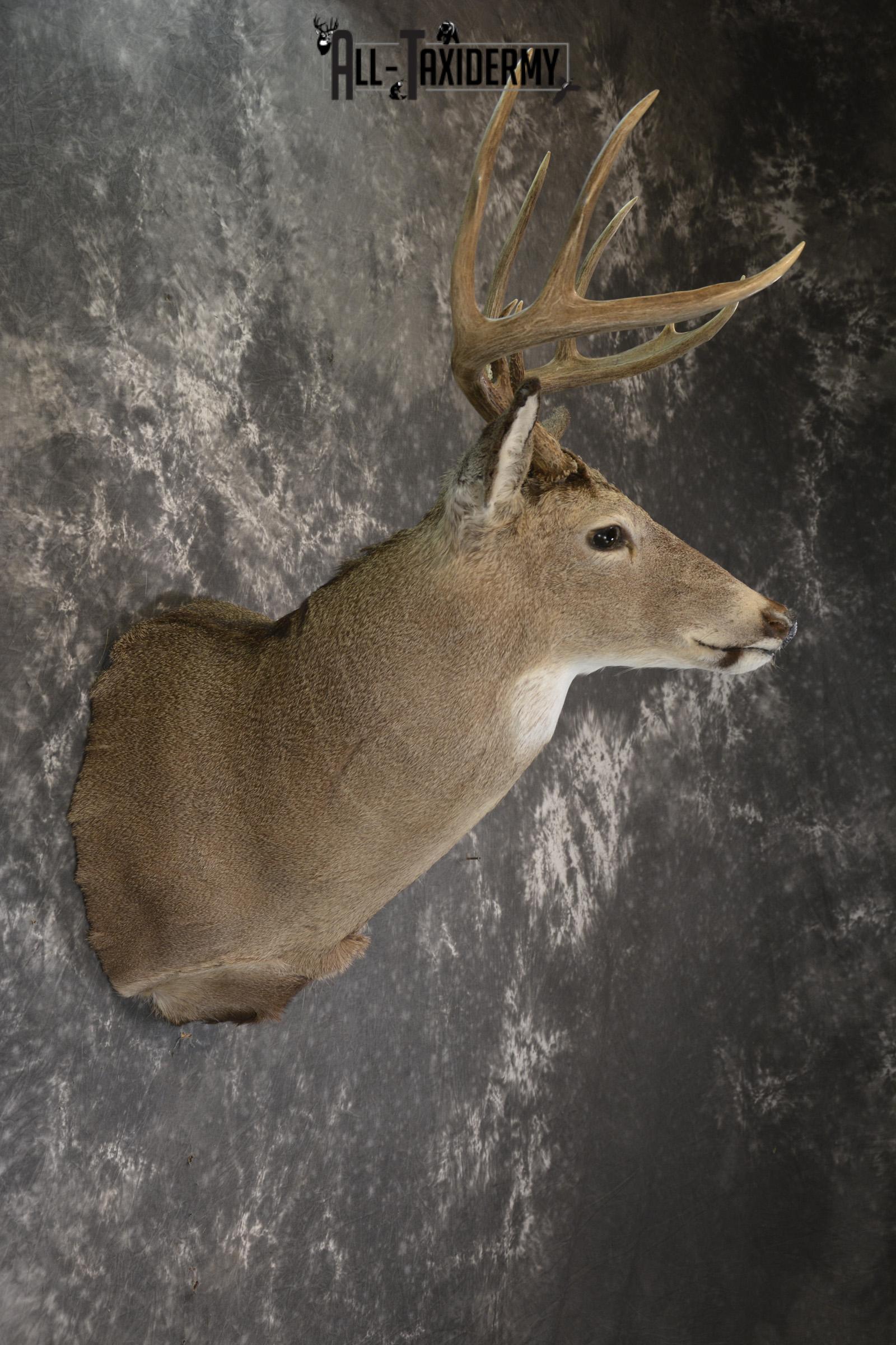 Whitetail Deer taxidermy shoulder mount for sale SKU 1908 - Image 2