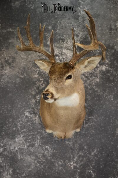 Drop Tine Whitetail taxidermy shoulder mount for sale SKU 1910