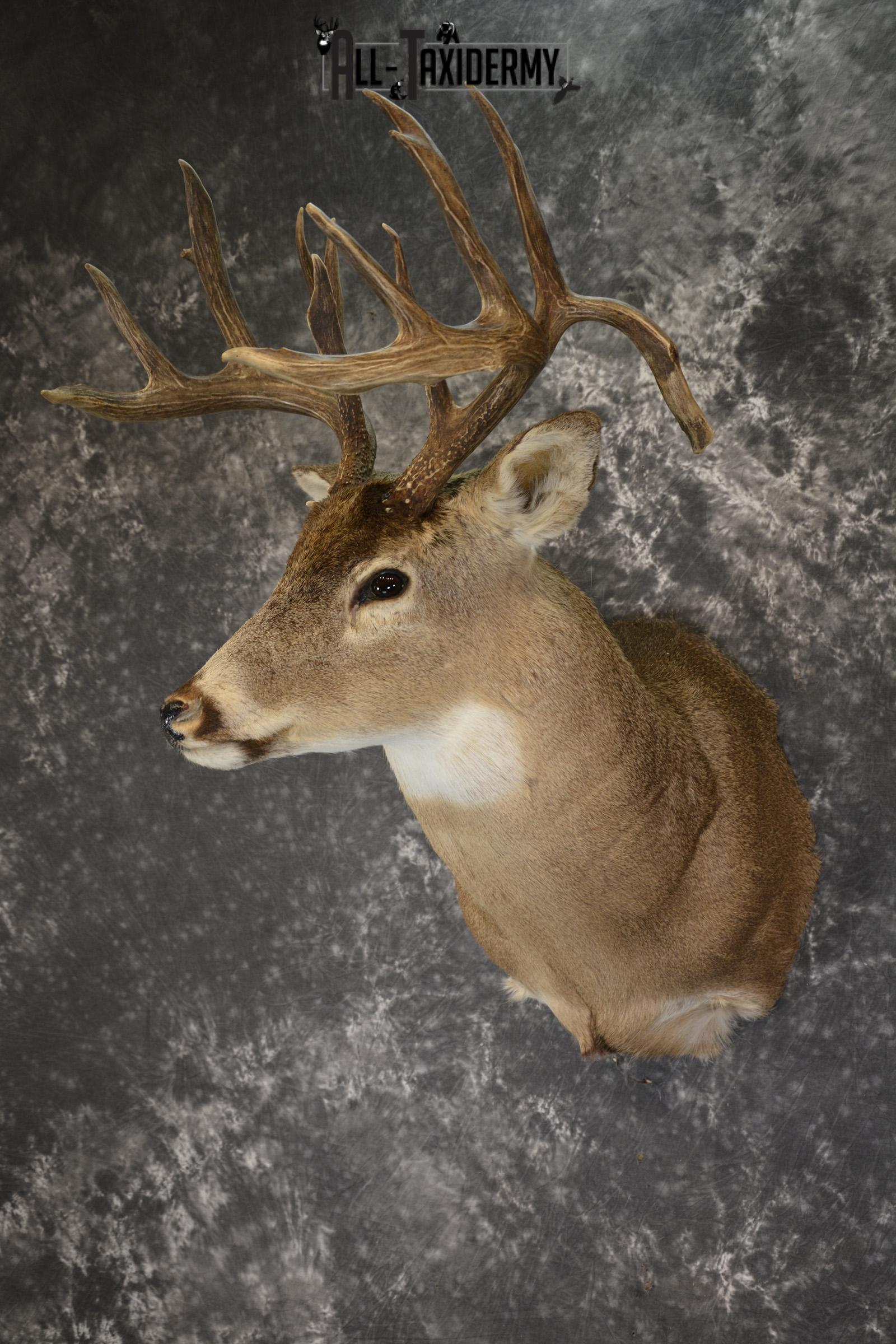 Drop Tine Whitetail taxidermy shoulder mount for sale SKU 1910 - Image 5