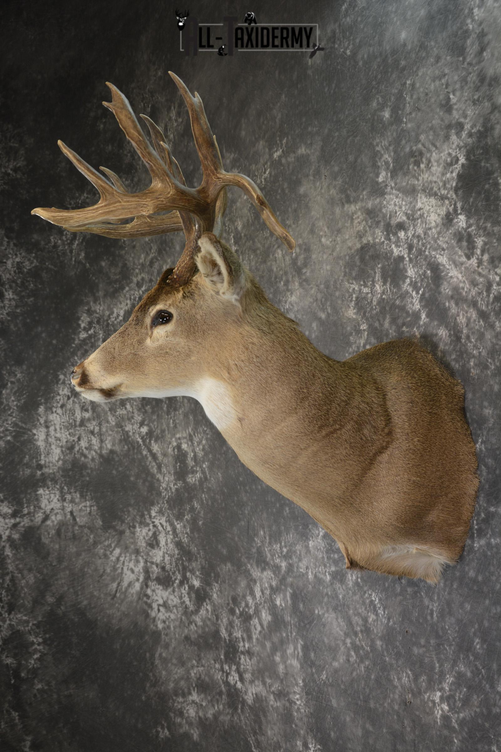 Drop Tine Whitetail taxidermy shoulder mount for sale SKU 1910 - Image 4