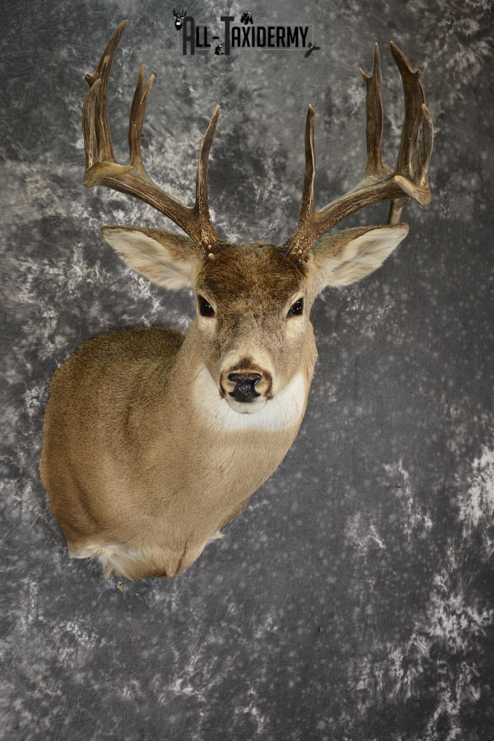 Drop Tine Whitetail taxidermy shoulder mount for sale SKU 1910 - Image 3