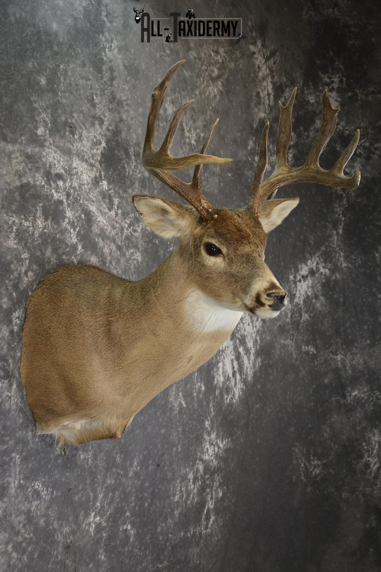 Drop Tine Whitetail taxidermy shoulder mount for sale SKU 1910 - Image 2