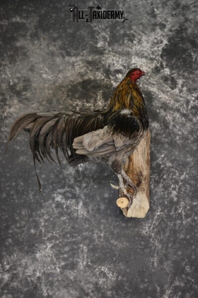 Rooster Taxidermy mount for sale SKU 1911